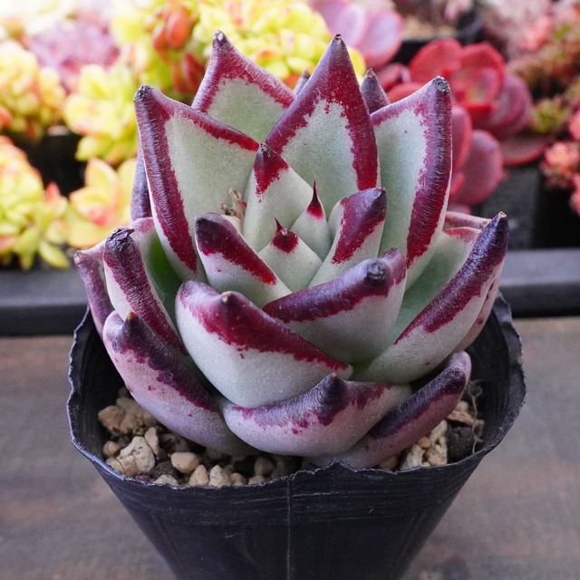 かっこいい【アガボイデス　エボニー】エケベリア　韓国多肉　美苗