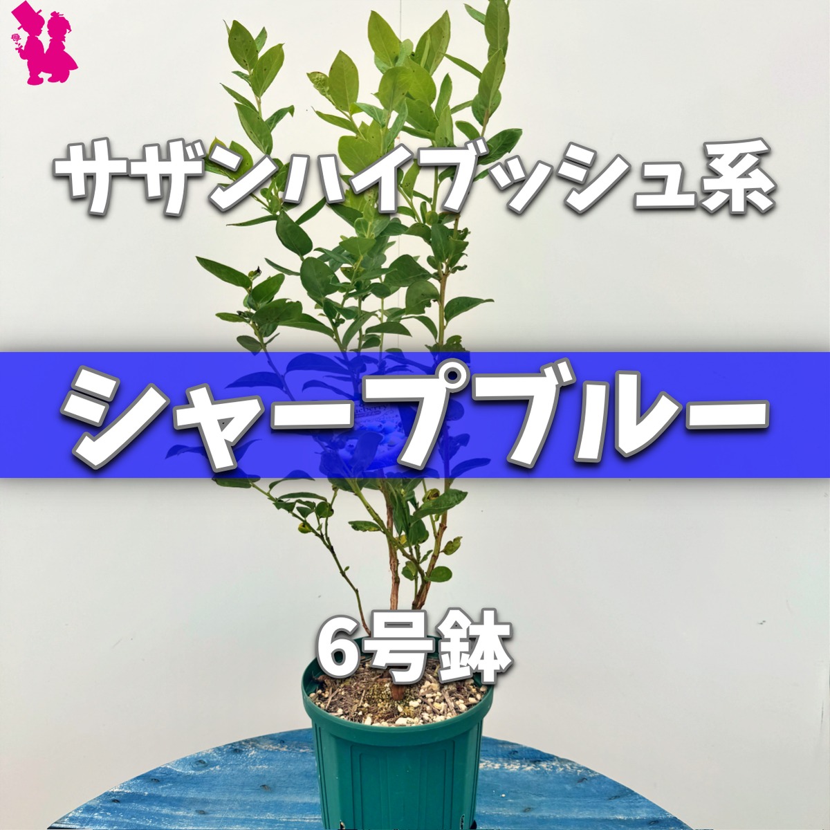 ブルーベリー】『シャープブルー』 | 園芸農家イシヅキちゃんねるショップ