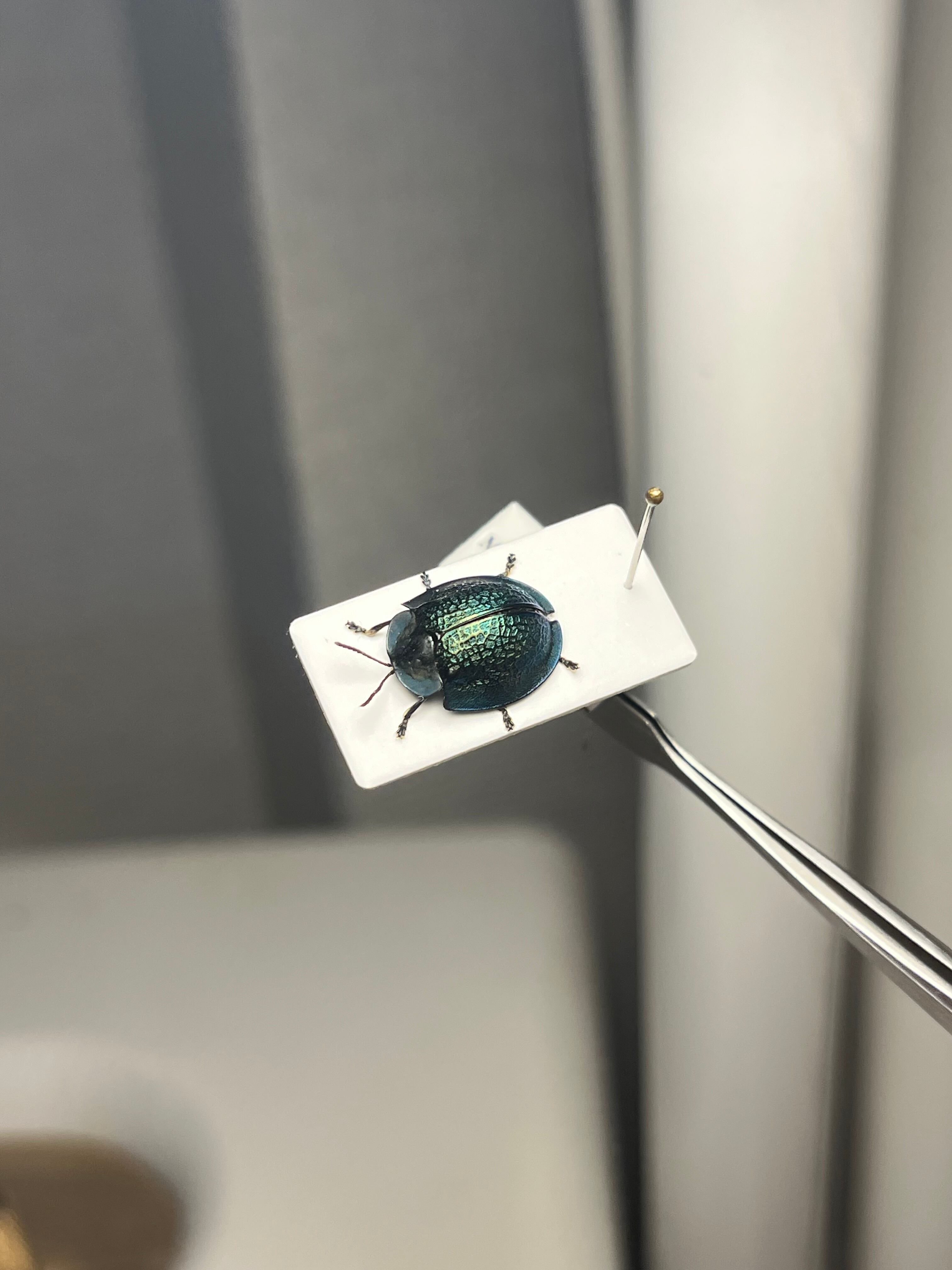 ブローチハムシ 甲虫タマムシスハンダエコガネムシオサムシカメムシ