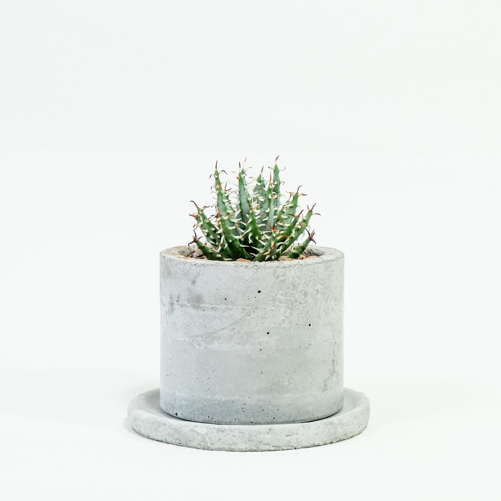 ≪ 多肉植物 ≫荒々しいトゲが美しい個性派アロエ｜メラナカンサの鉢植え｜シンプルでお部屋を選ばない手作りモルタル鉢