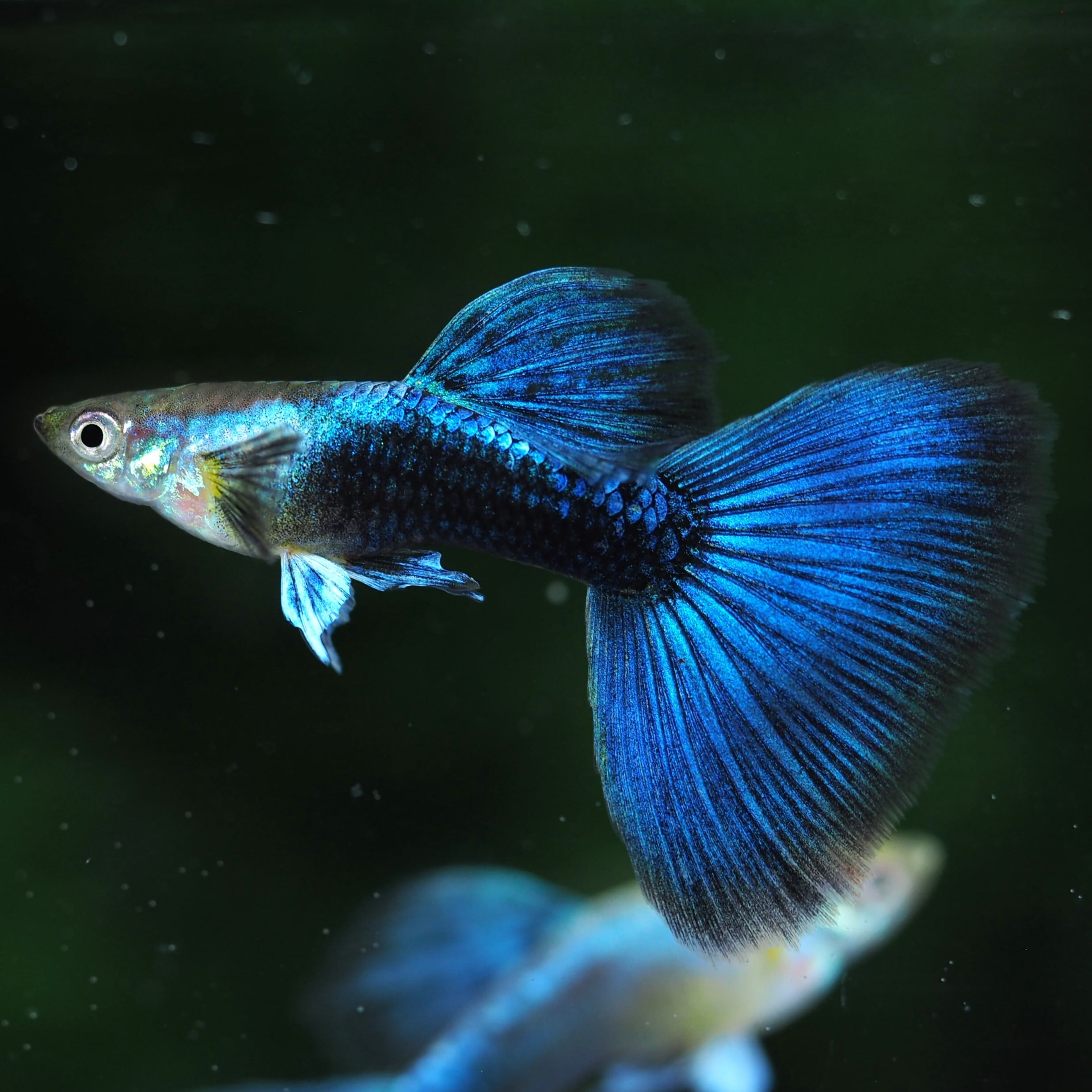 伊豆グッピーファーム