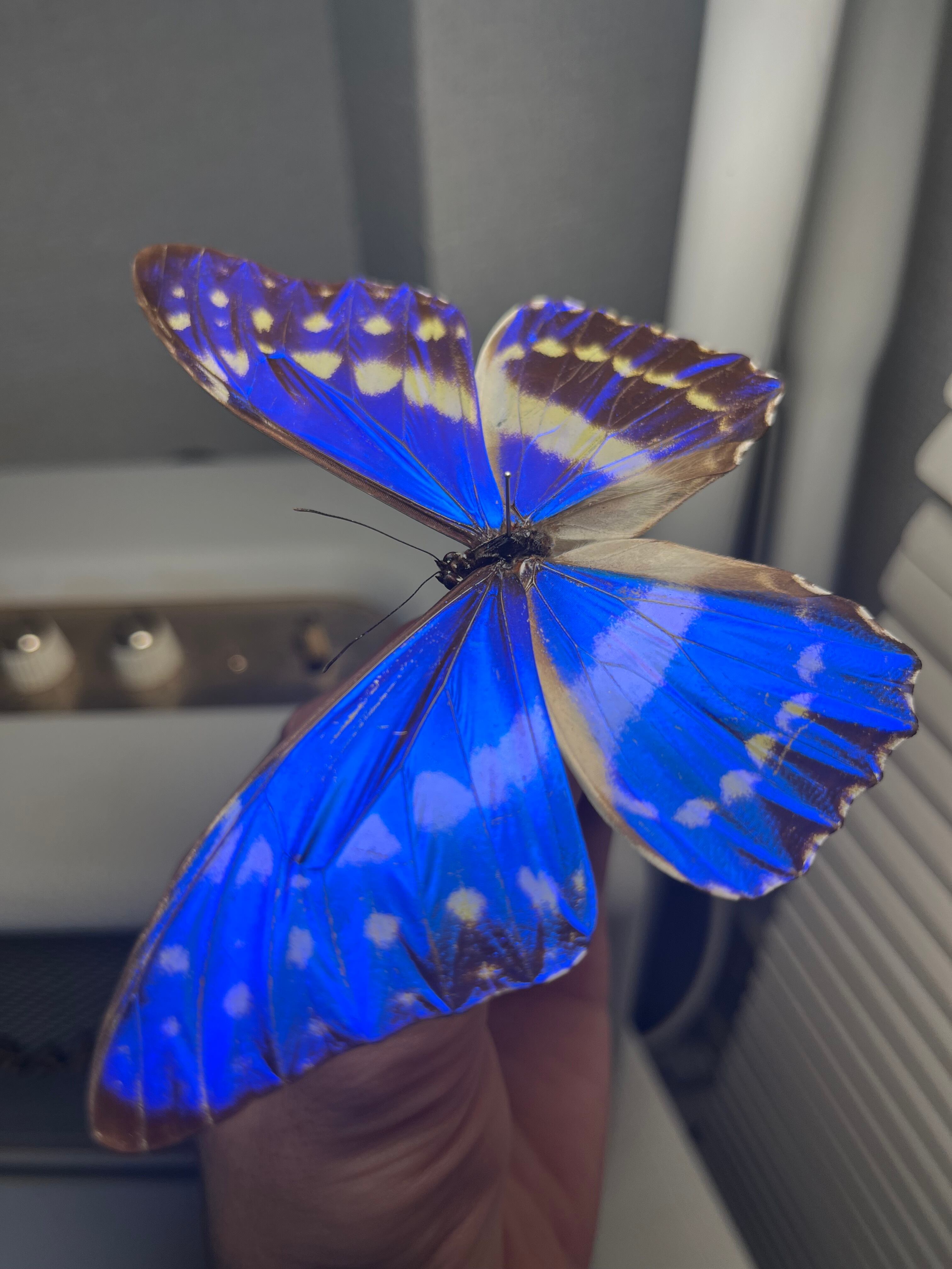 キプリスモルフォ レテノールモルフォ蝶 蛾ピカソモスモルフォチョウMorpho キプリスモルフォ レテノールモルフォ蝶 蛾ピカソモスモルフォチョウ