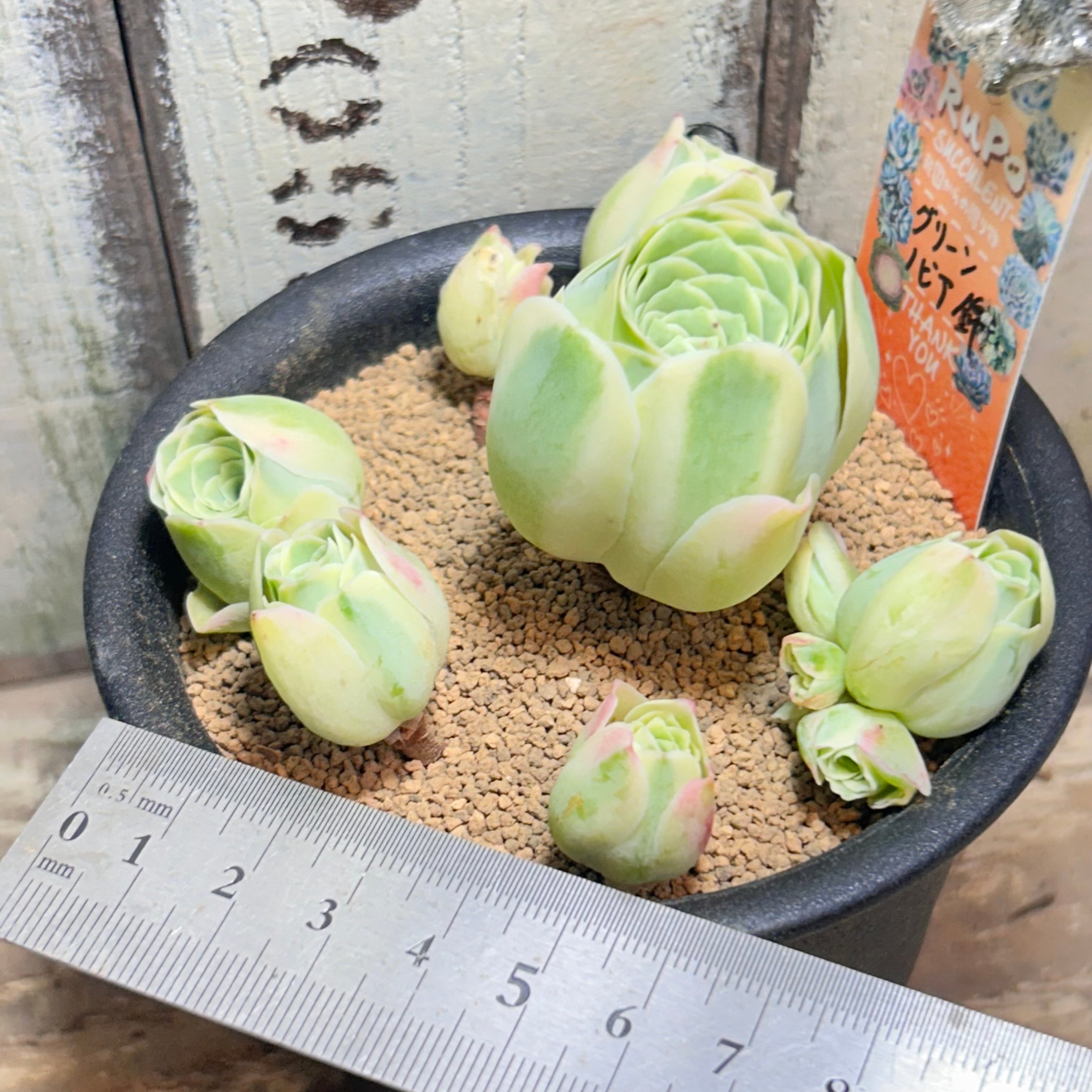 グリーンノビア錦 | RuPo 多肉植物専門店