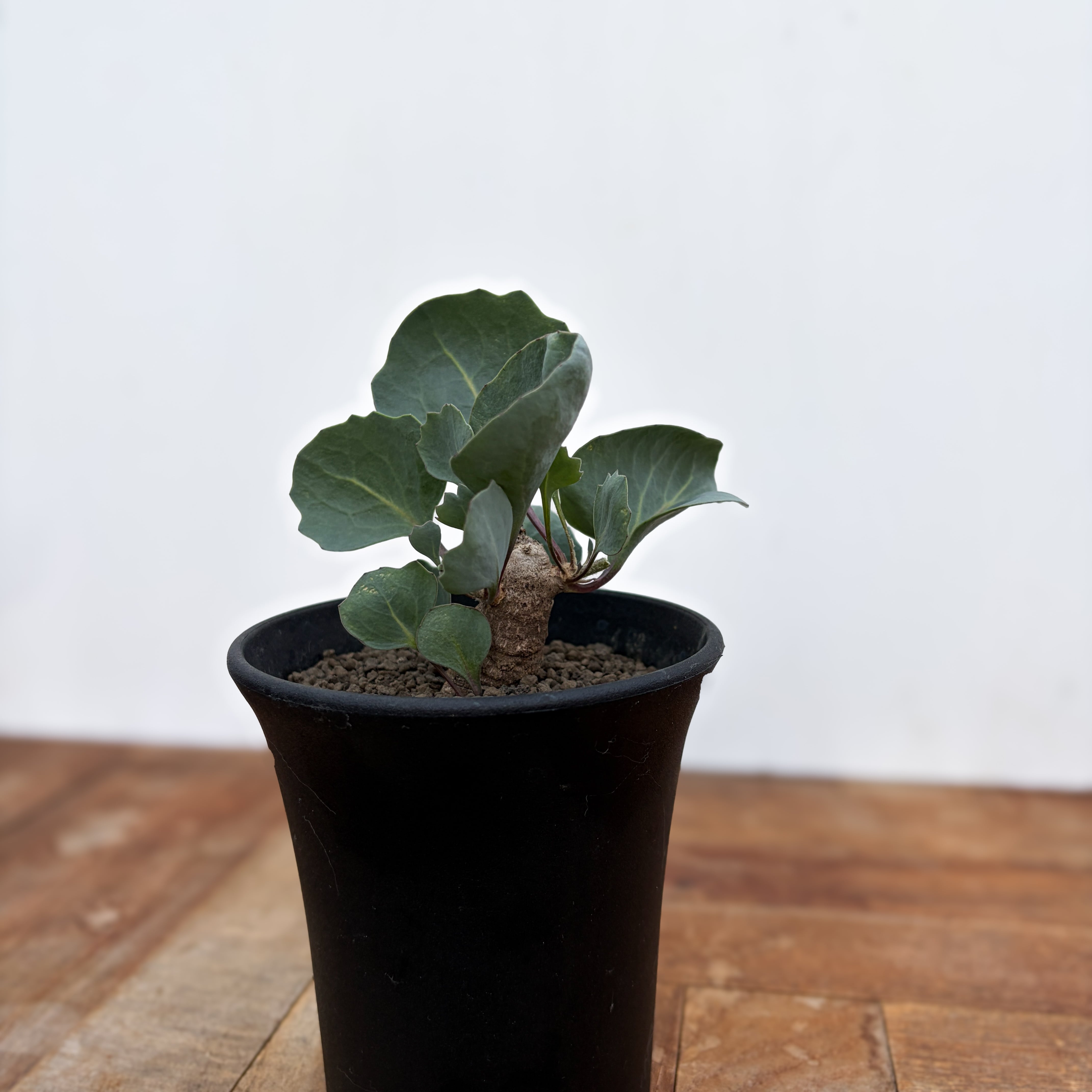 TOPSUCCULENT 55個 24655 コーラル ラブ 多肉植物 エケベリア 抜き苗