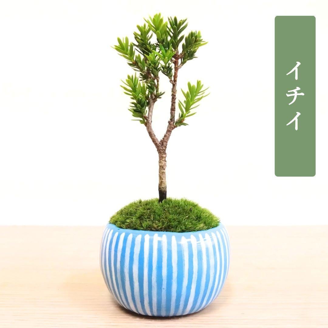 POTOCO 黒松 松 マツ 盆栽 観葉植物 和柄 陶器鉢 小品盆栽 苔玉 苔
