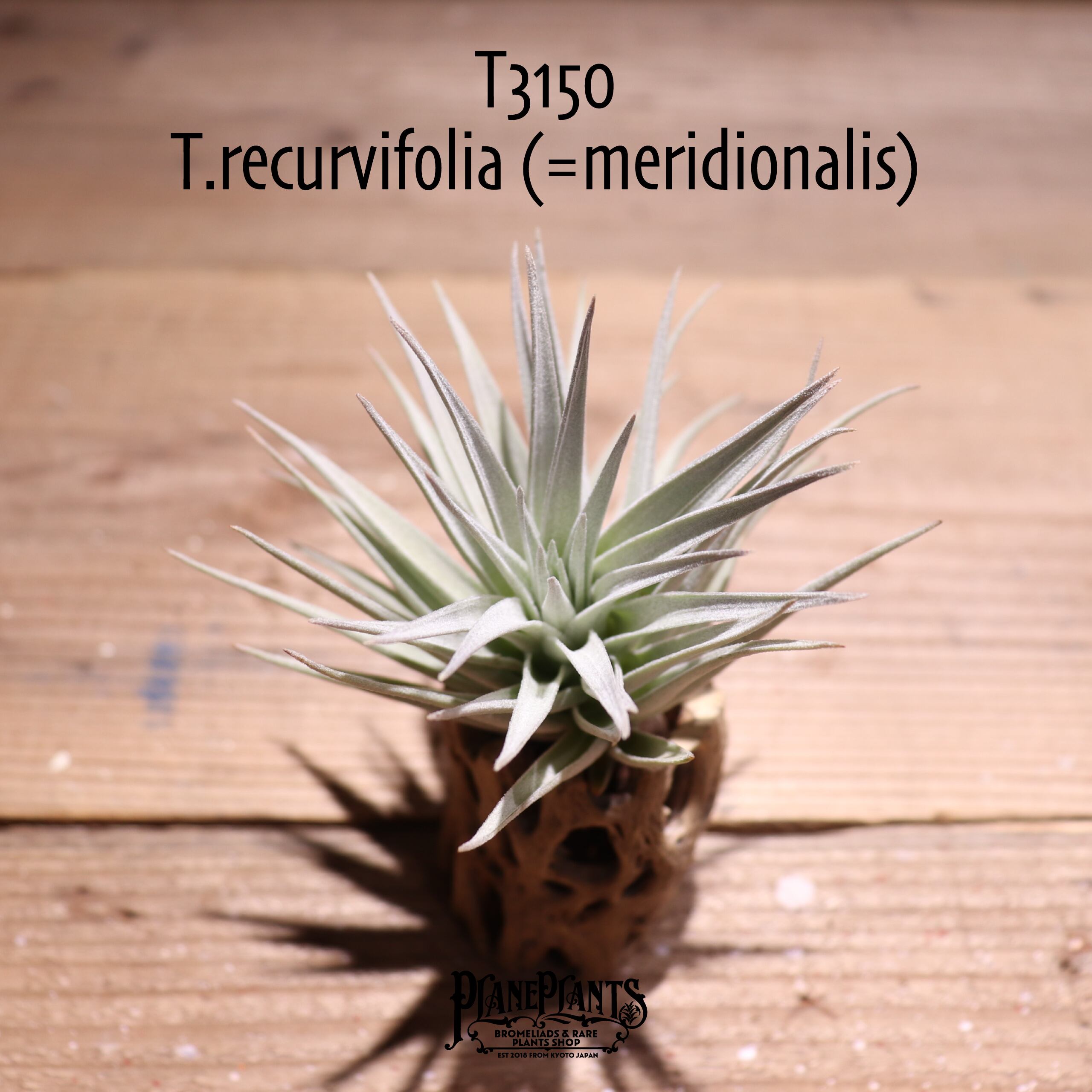 【送料無料】recurvifolia (=meridionalis) 〔エアプランツ〕現品発送T3150