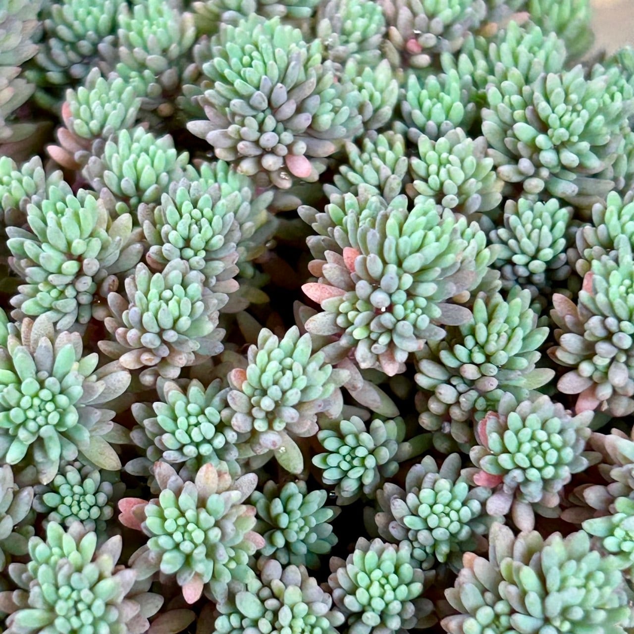 ヒスパニカム プルプレア | RuPo 多肉植物専門店