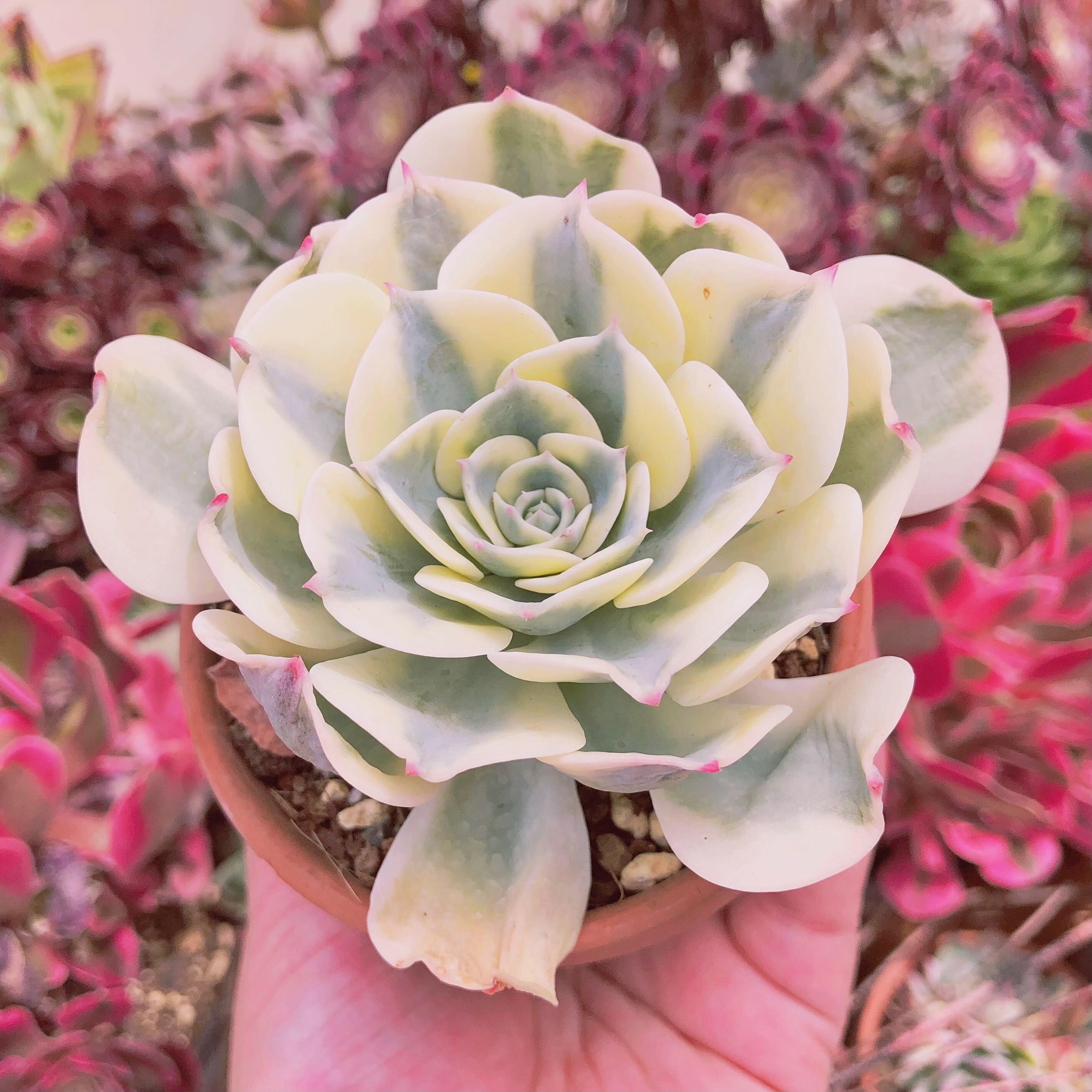 現物　多肉植物　ルノーディン