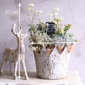 mondimanche 寄せ植え　フランネルフラワーとクロヌポット｜届いてすぐ玄関に飾れる 　プレゼントにもオススメ　