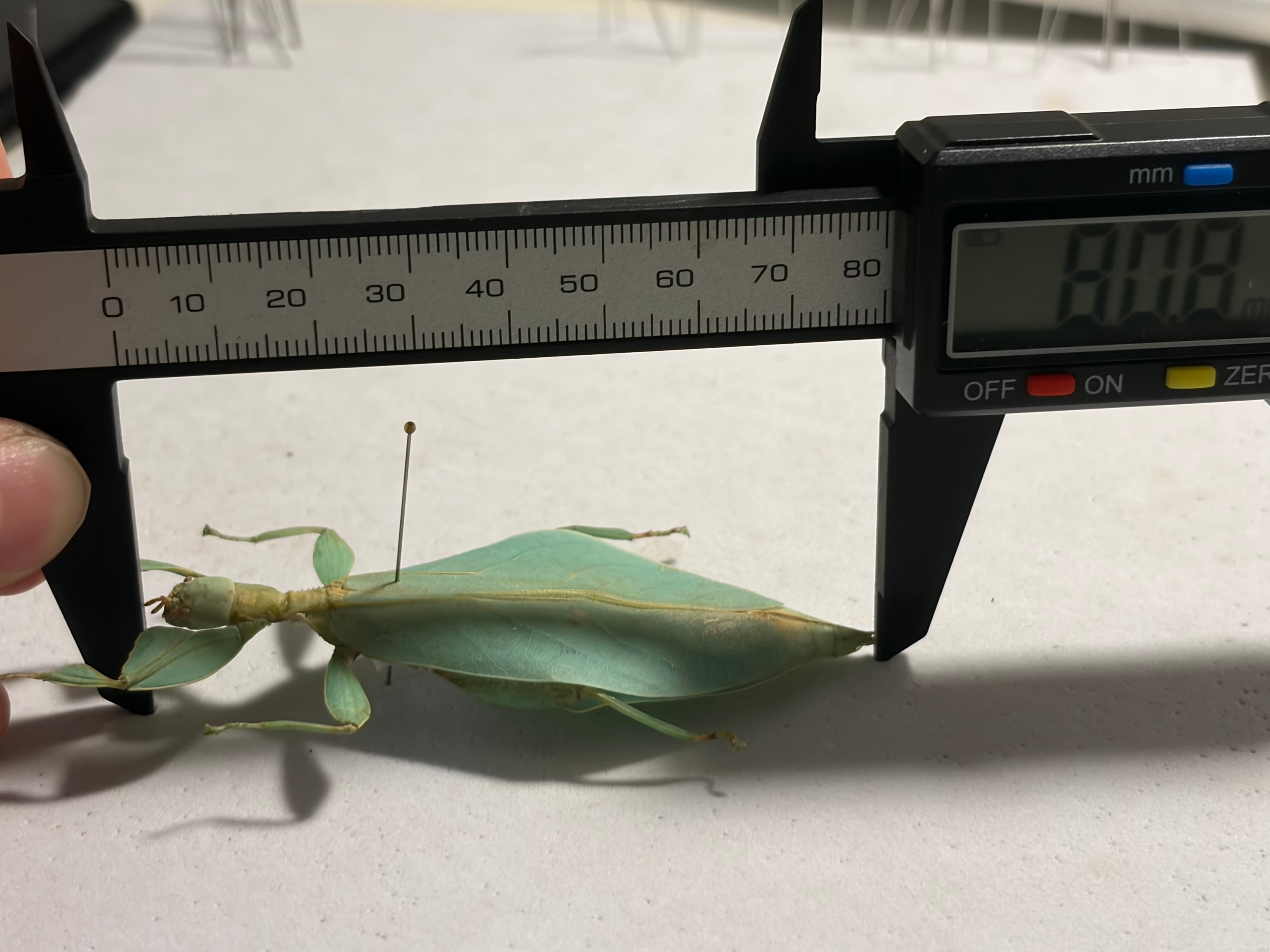 オオコノハムシ 黄緑モルフ昆虫標本 ナナフシタランチュラムカデサソリ
