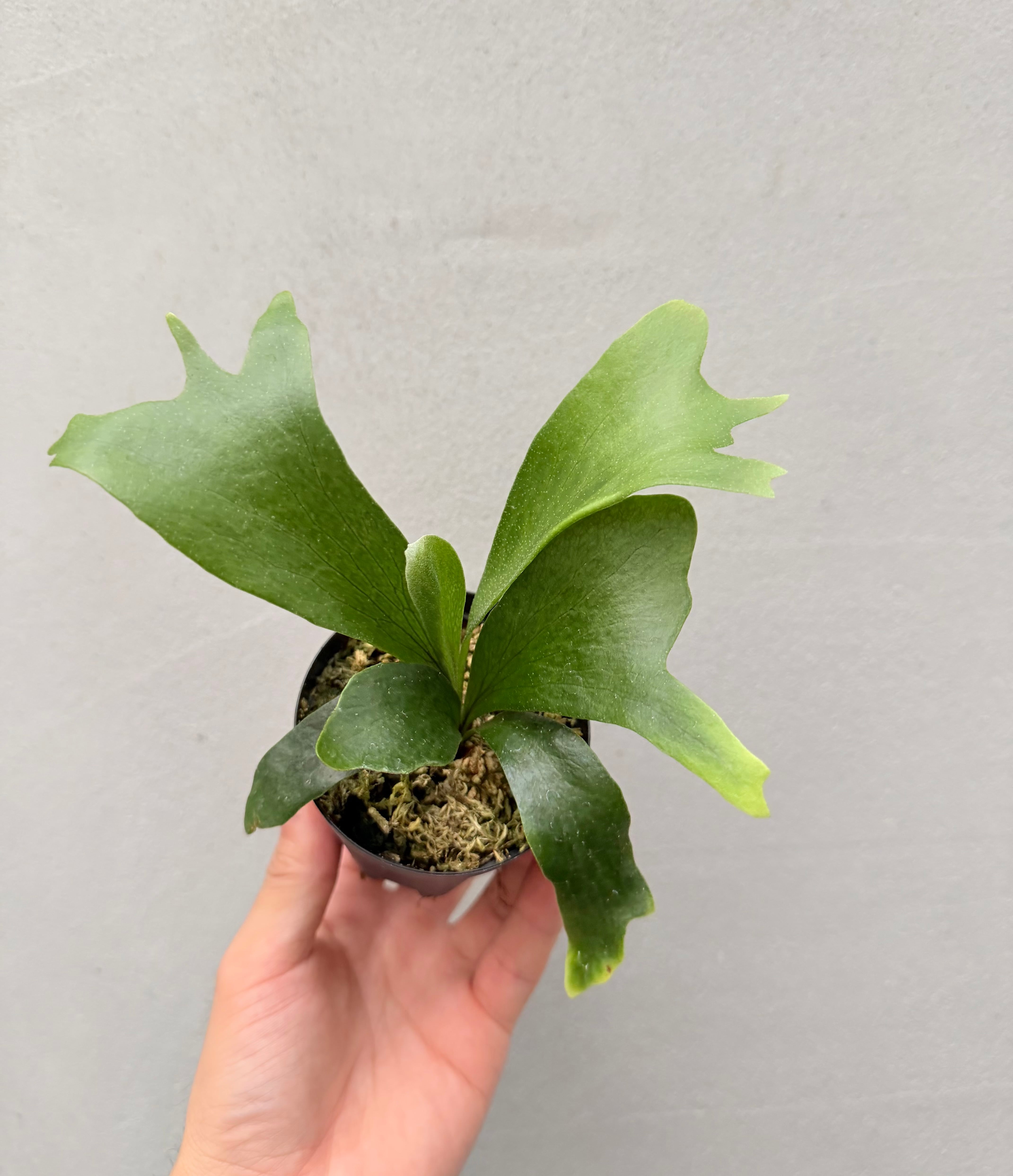 c) P. hillii 'Rod Pattison' (RP) spore grown ①ビカクシダ ヒリー