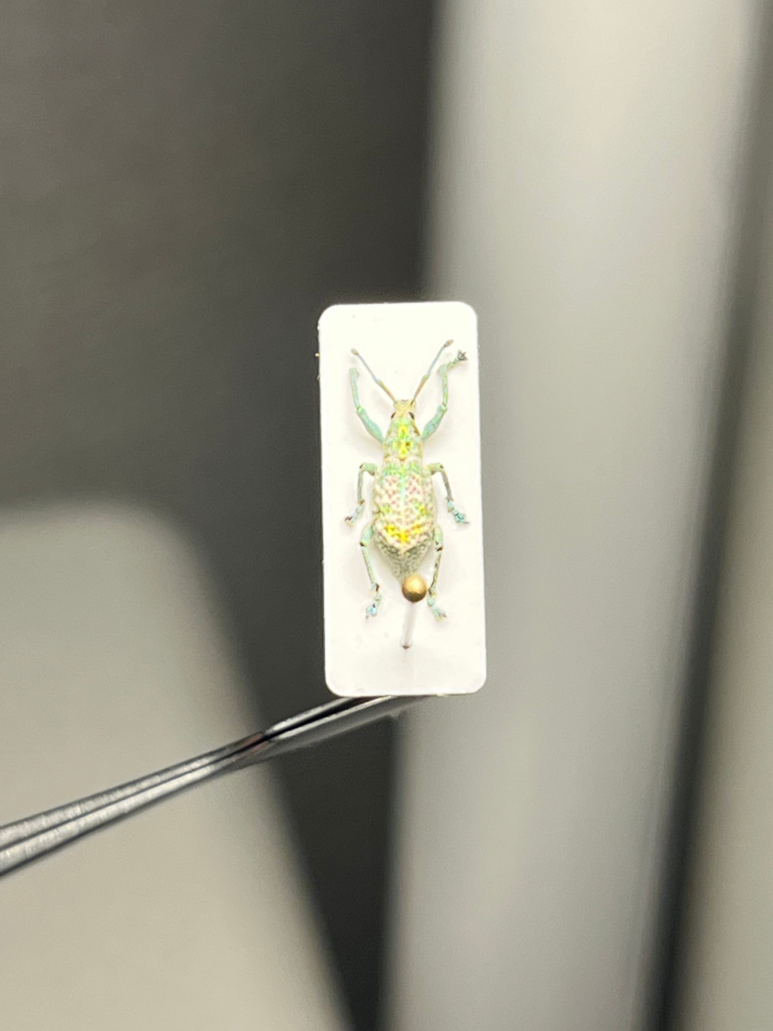 テナガオオオサゾウムシ Mahakamia kampmeinerti 昆虫標本 昆虫