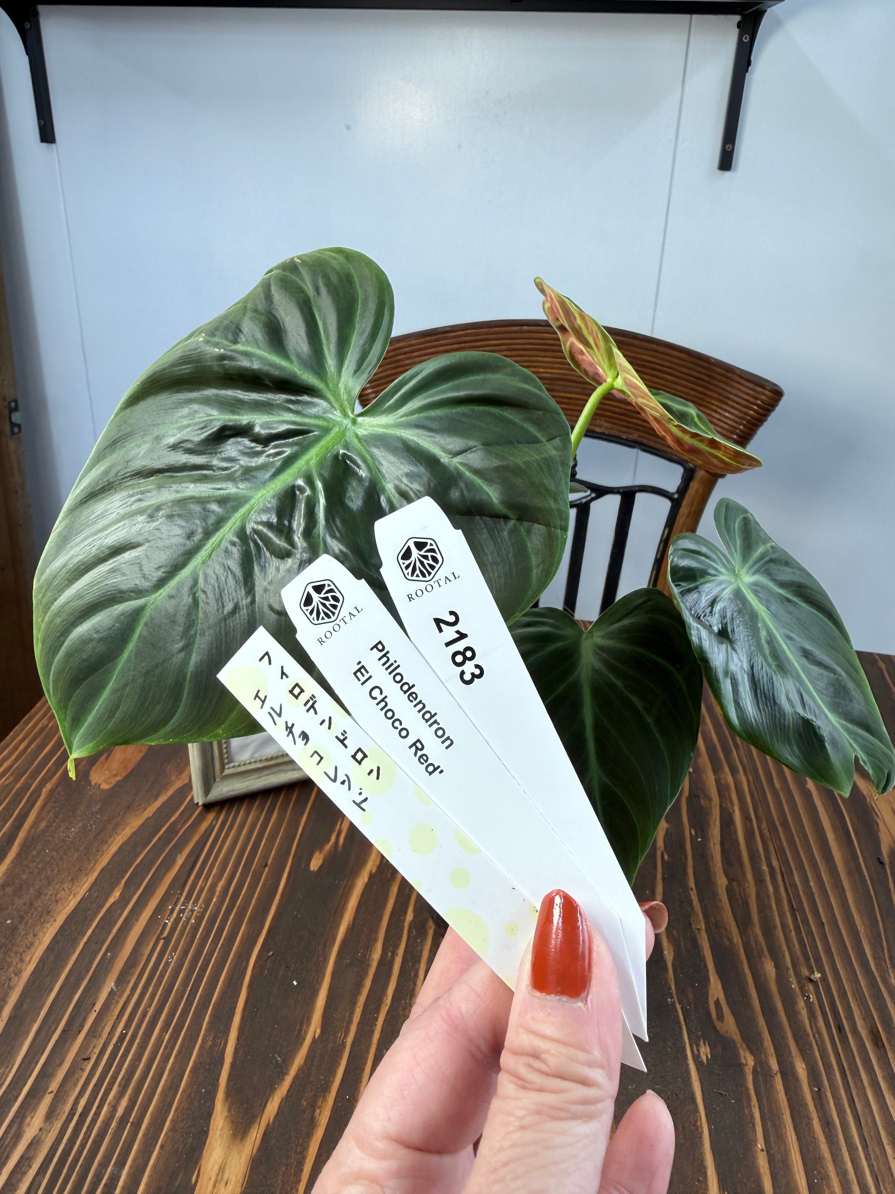フィロデンドロン | ROOTALPLANTS