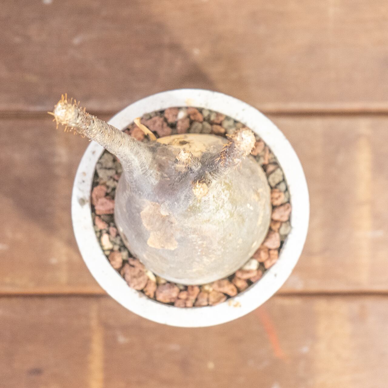 グラキリス(26cm胴回り)|現地株らしい荒肌と生命感あふれる枝ぶり【発根済】【虫発生抑制/手作りモルタル鉢】