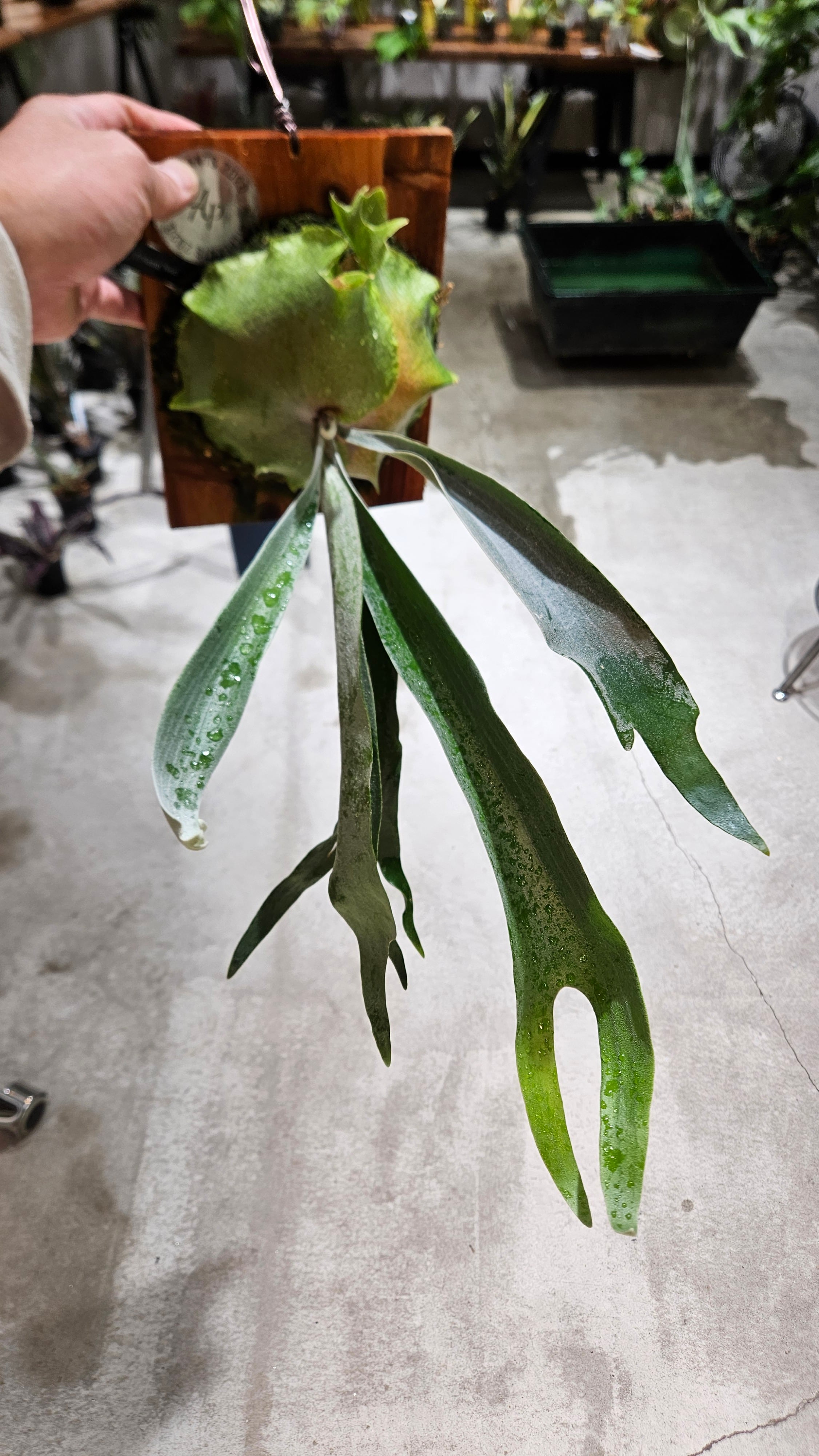 P.Nang Non 【artPLANTs/PLANTS GARAGE 】ビカクシダ/Platycerium