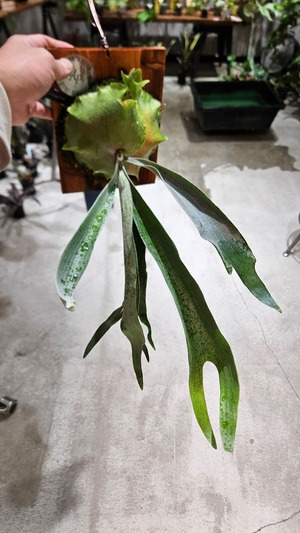 P.Nang Non  【artPLANTs/PLANTS GARAGE 】ビカクシダ/Platycerium