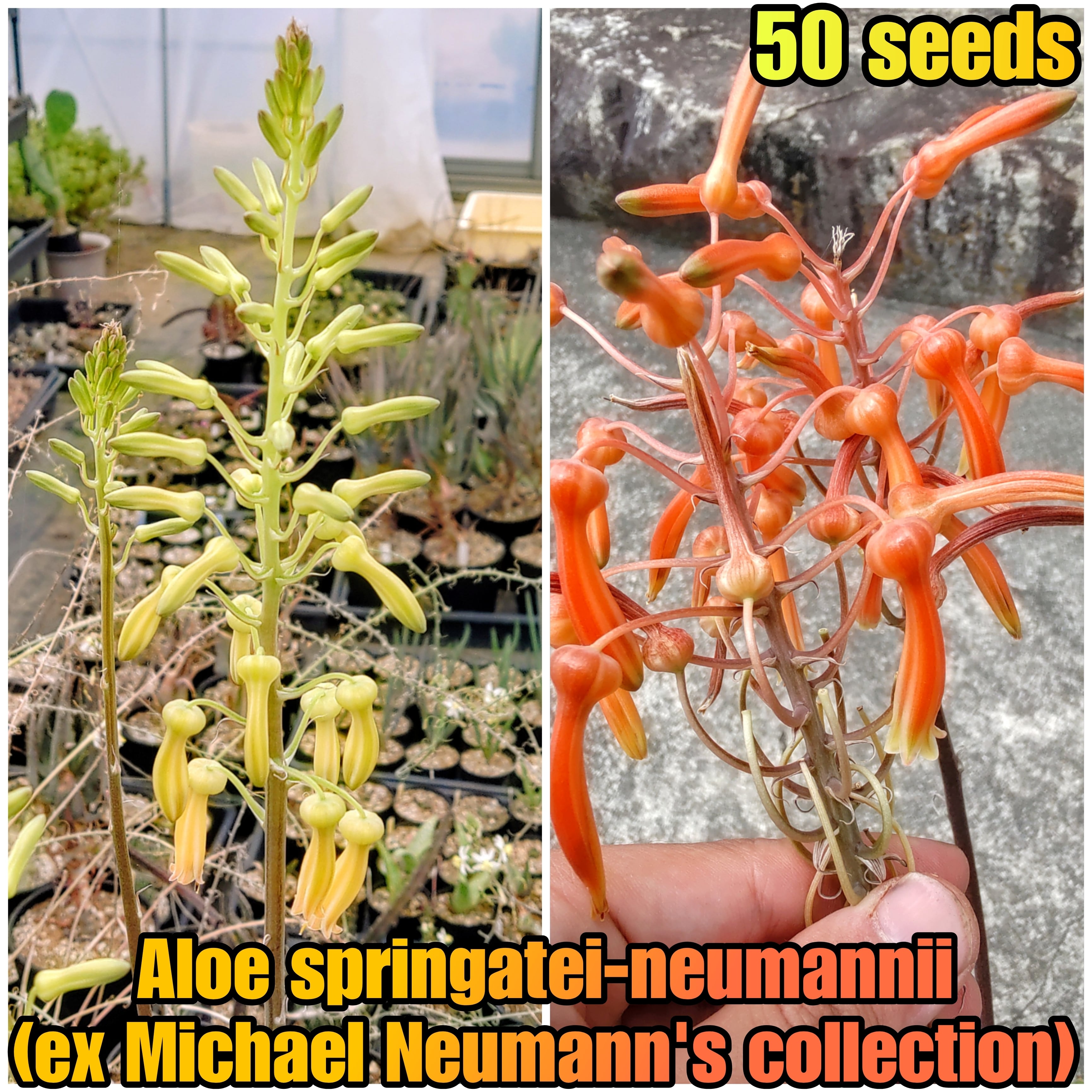 種子(大容量お得パック)/50粒】Aloe springatei-neumannii (ex Michael