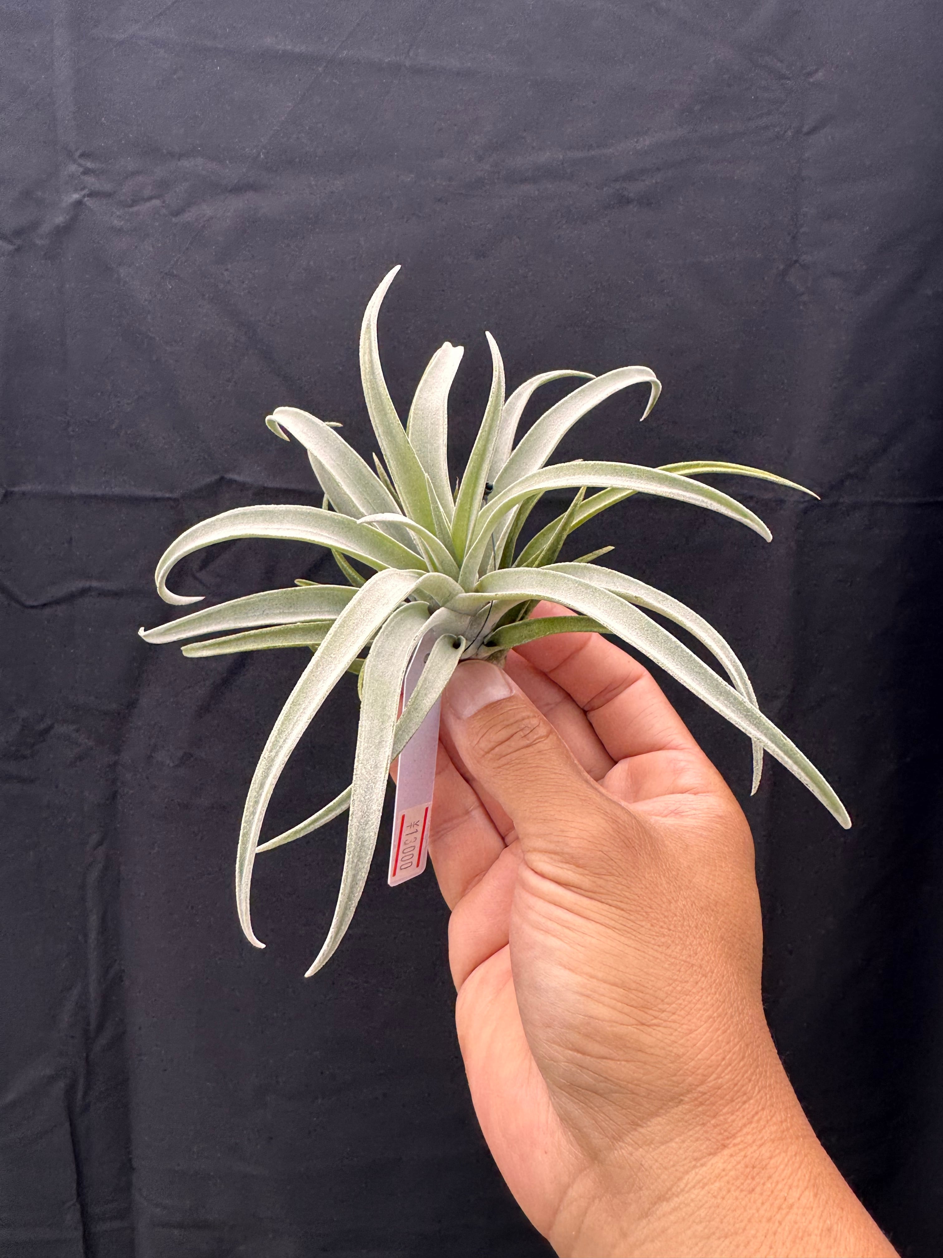 スプレンゲリアナ sprengeliana | クルール プランツ couleur plants