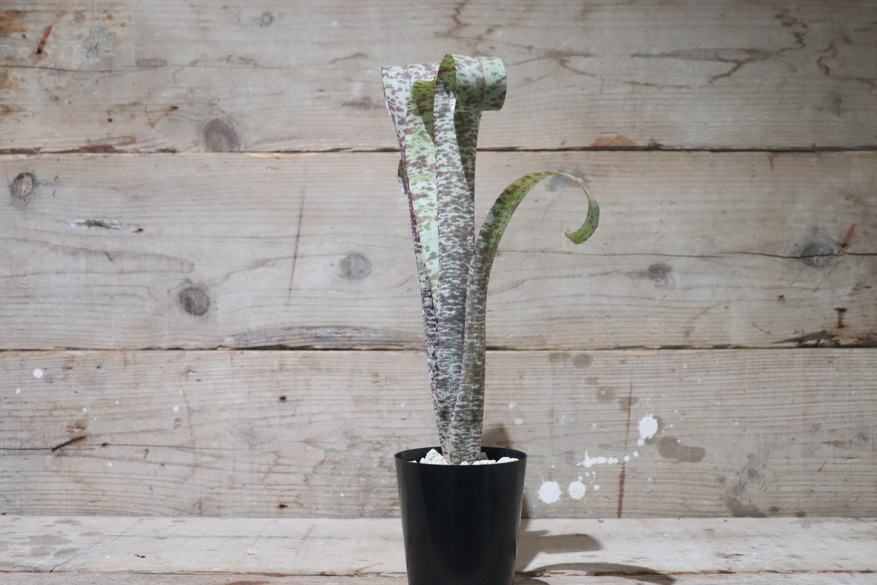 6a92930d223094a8b41b4a021c4272