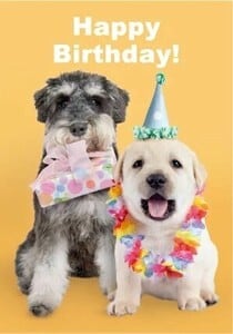 ポストカードHappyBirthday シュナウザー ラブラドール