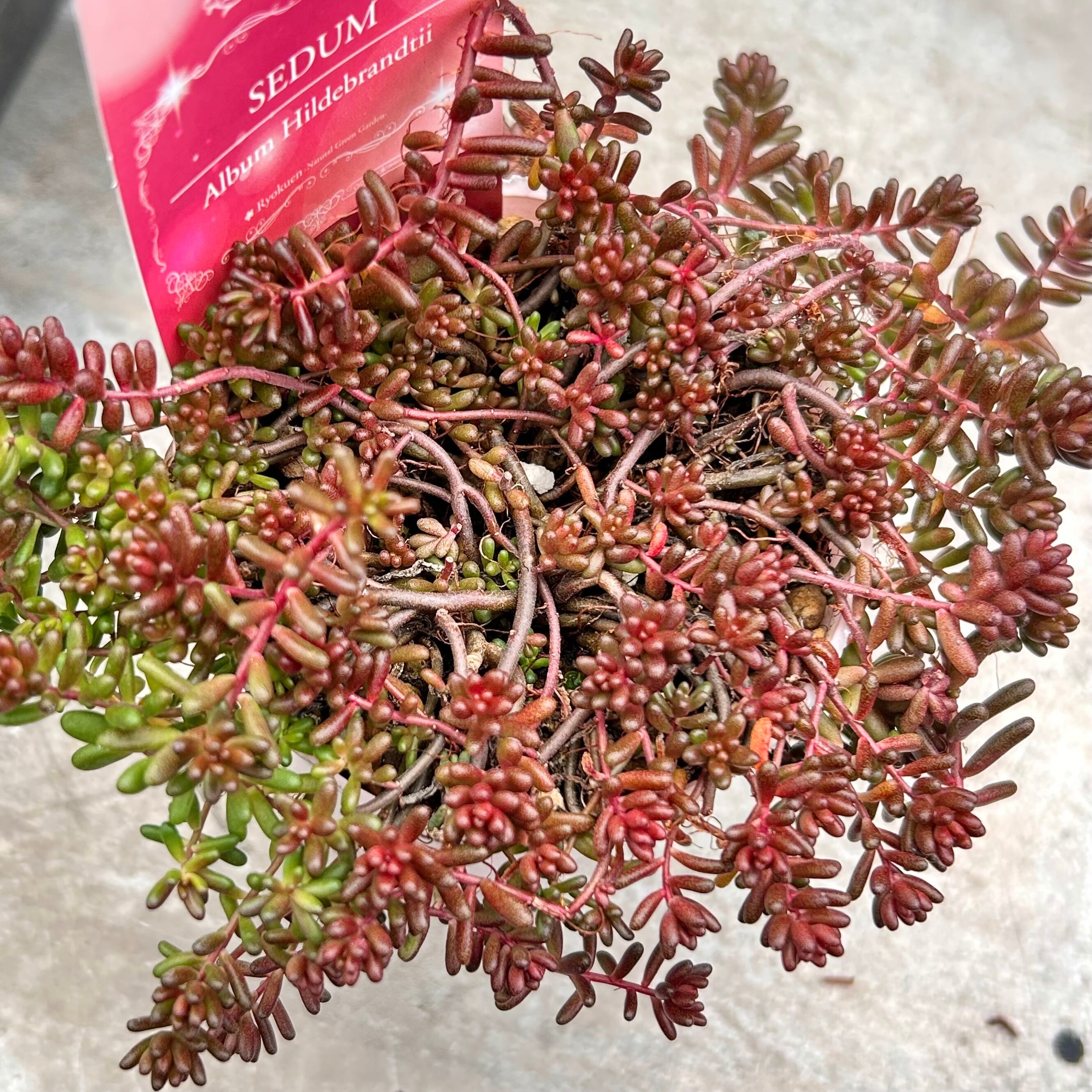 アルブム ヒレブランティ セダム | RuPo 多肉植物専門店