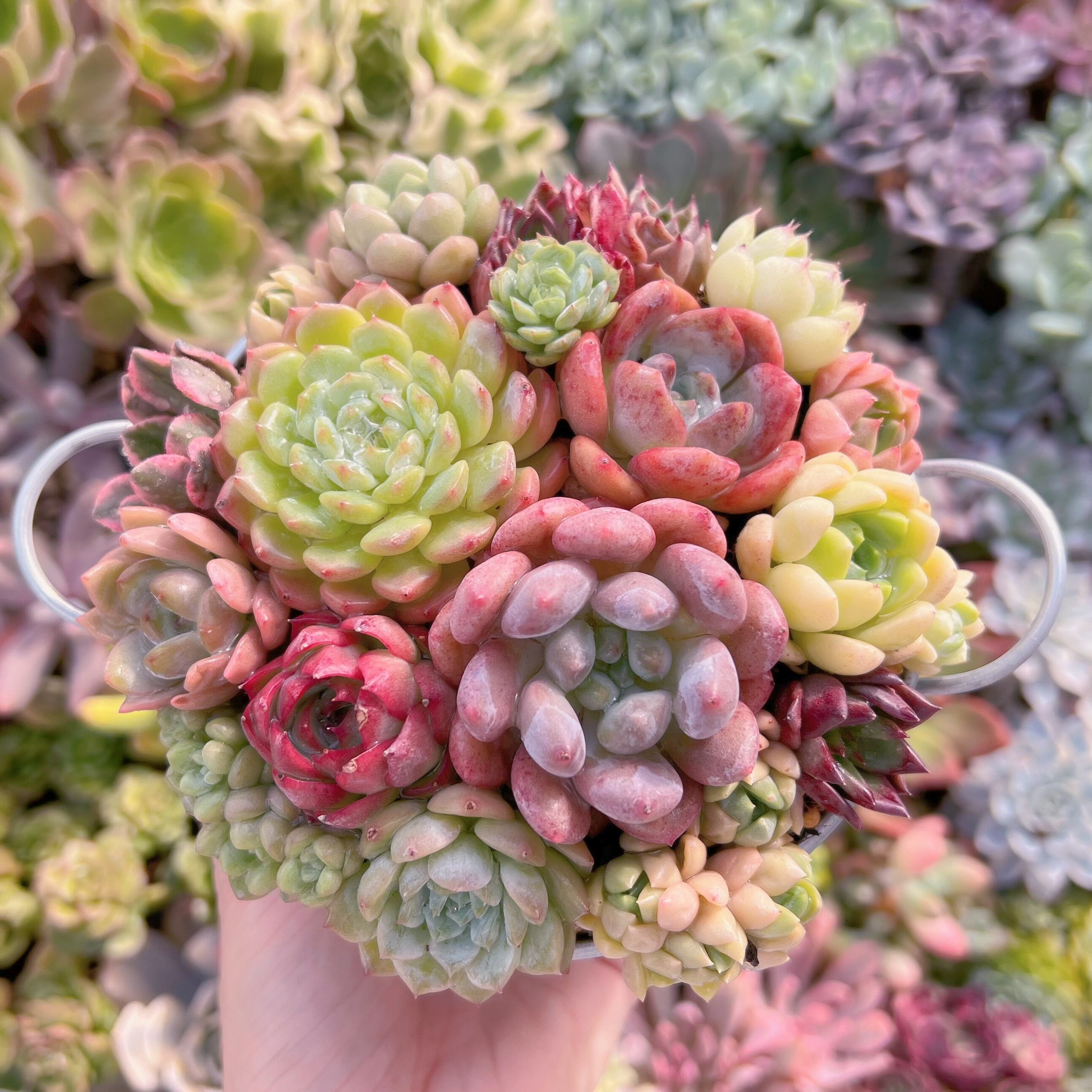 現物　寄せ植え鍋セット#738   るる農園