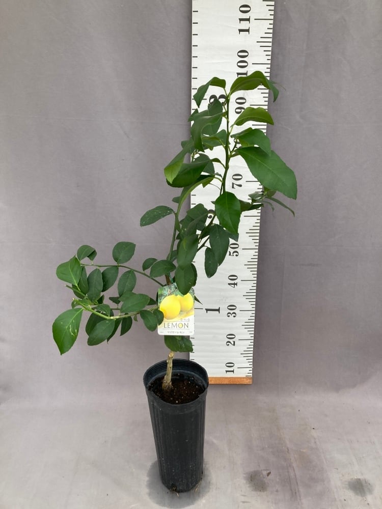 4年生　マイヤーレモン接木苗　樹高120センチ 6.5号ポット　撮影品のお届け マイヤーレモン【2年生接ぎ木苗】 | 日本ライン花木センター