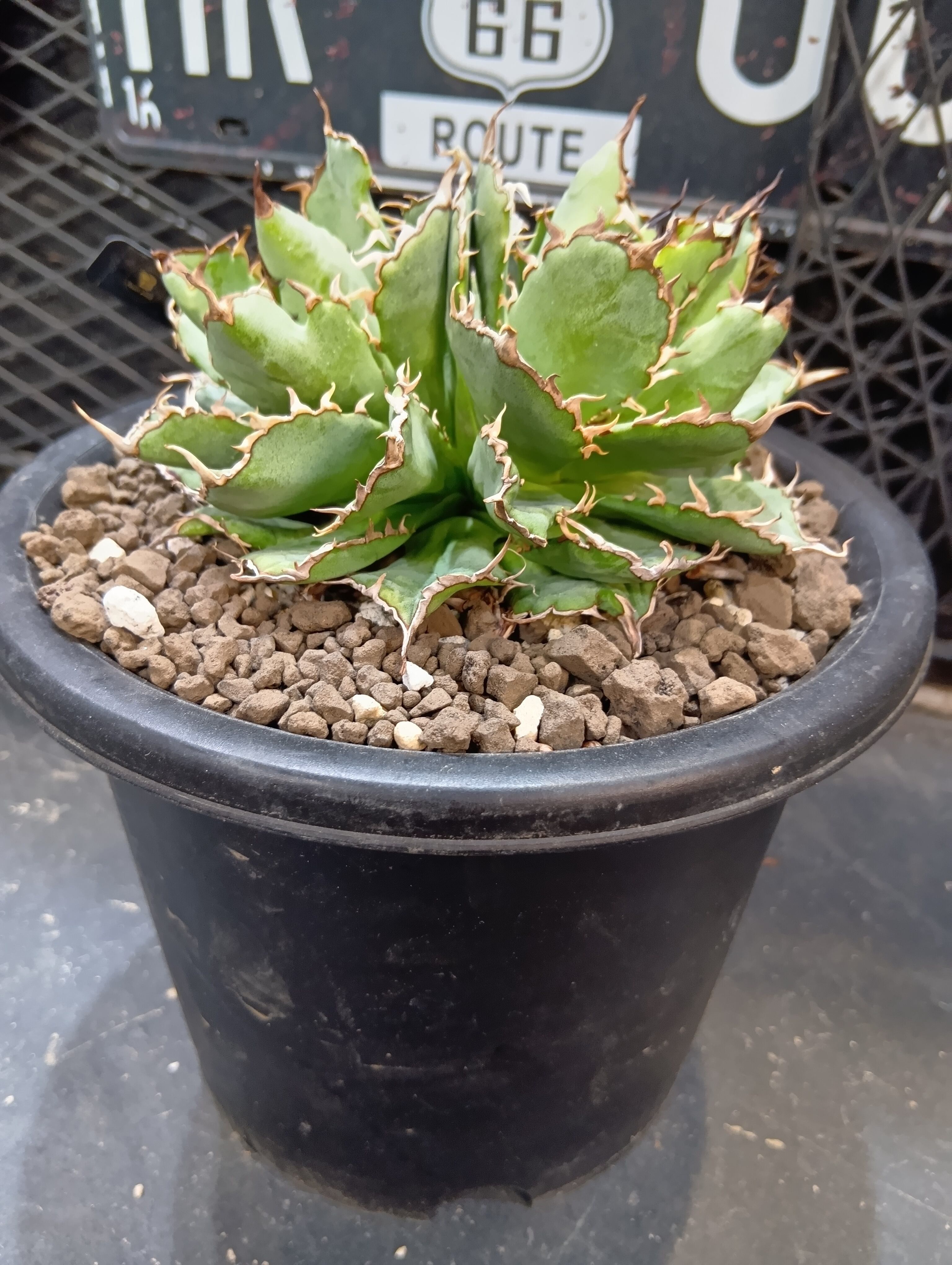 キフォステンマ マクロプス 大株 | Buenaplant