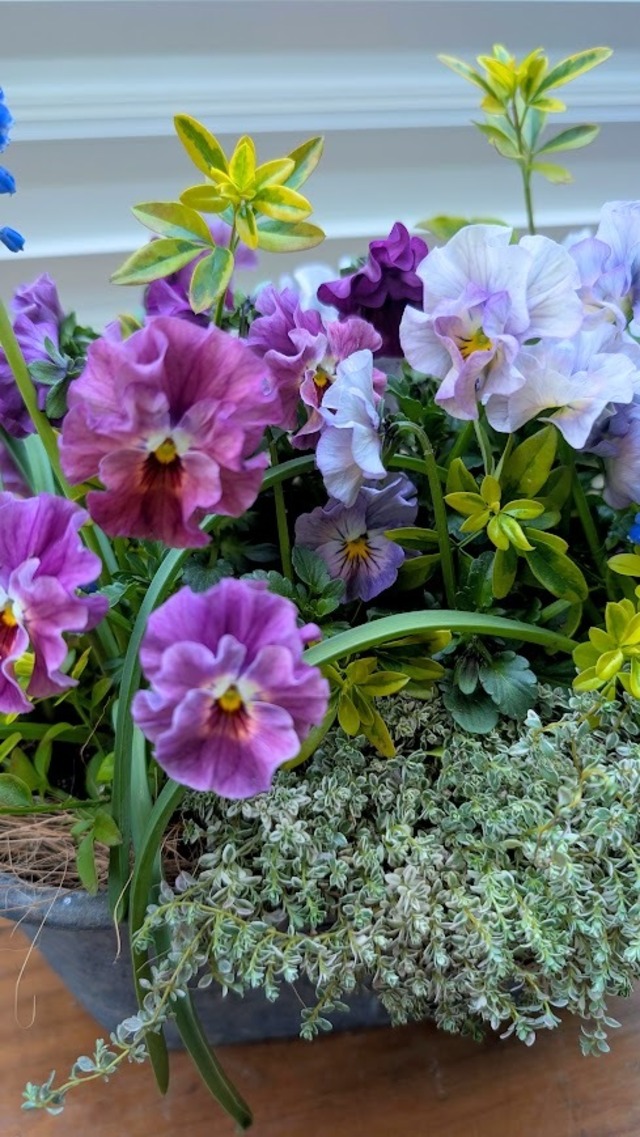 ムスカリとビオラが揺れる春の野原の寄せ植え