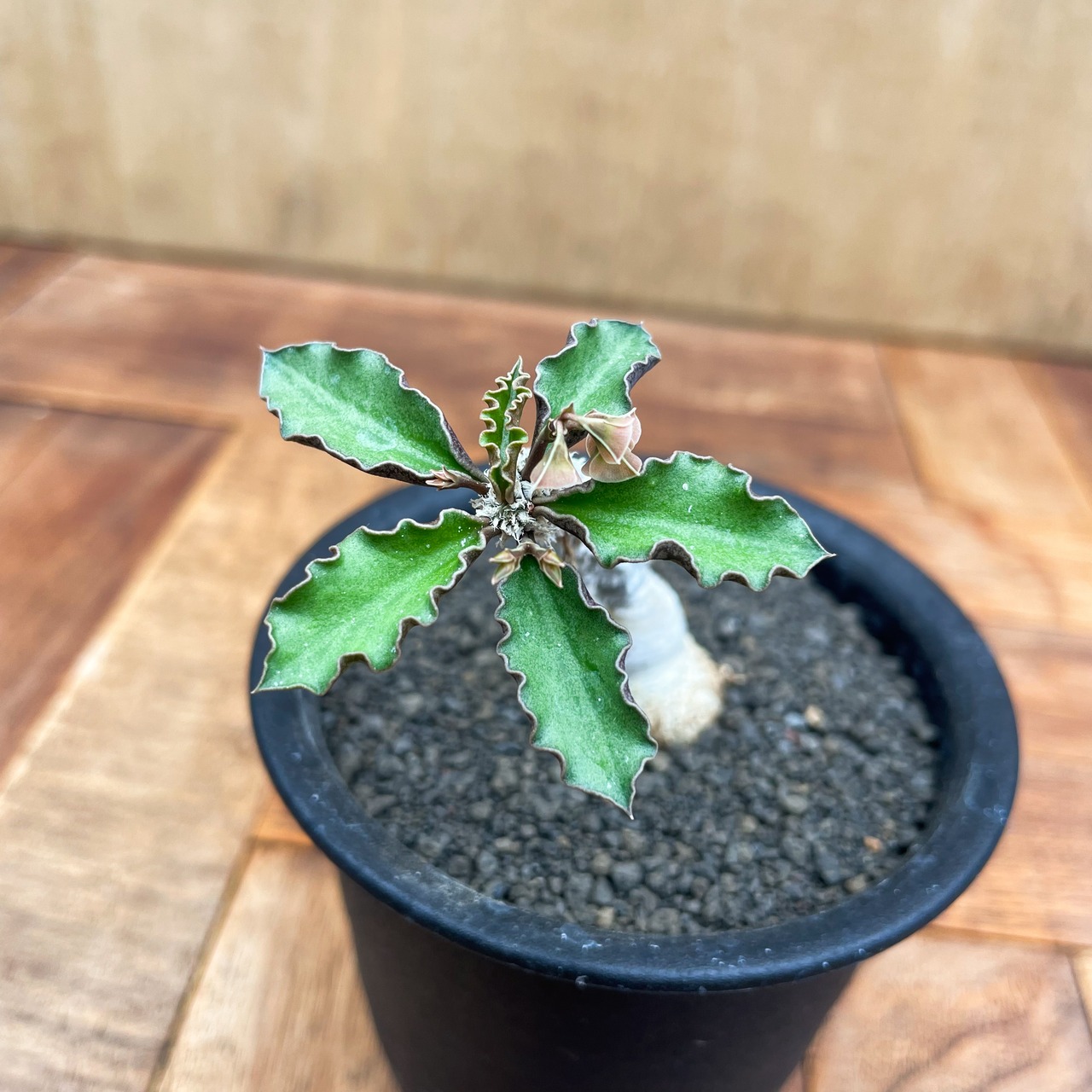 Euphorbia ambovombensis【ユーフォルビア・アンボボンベンシス】