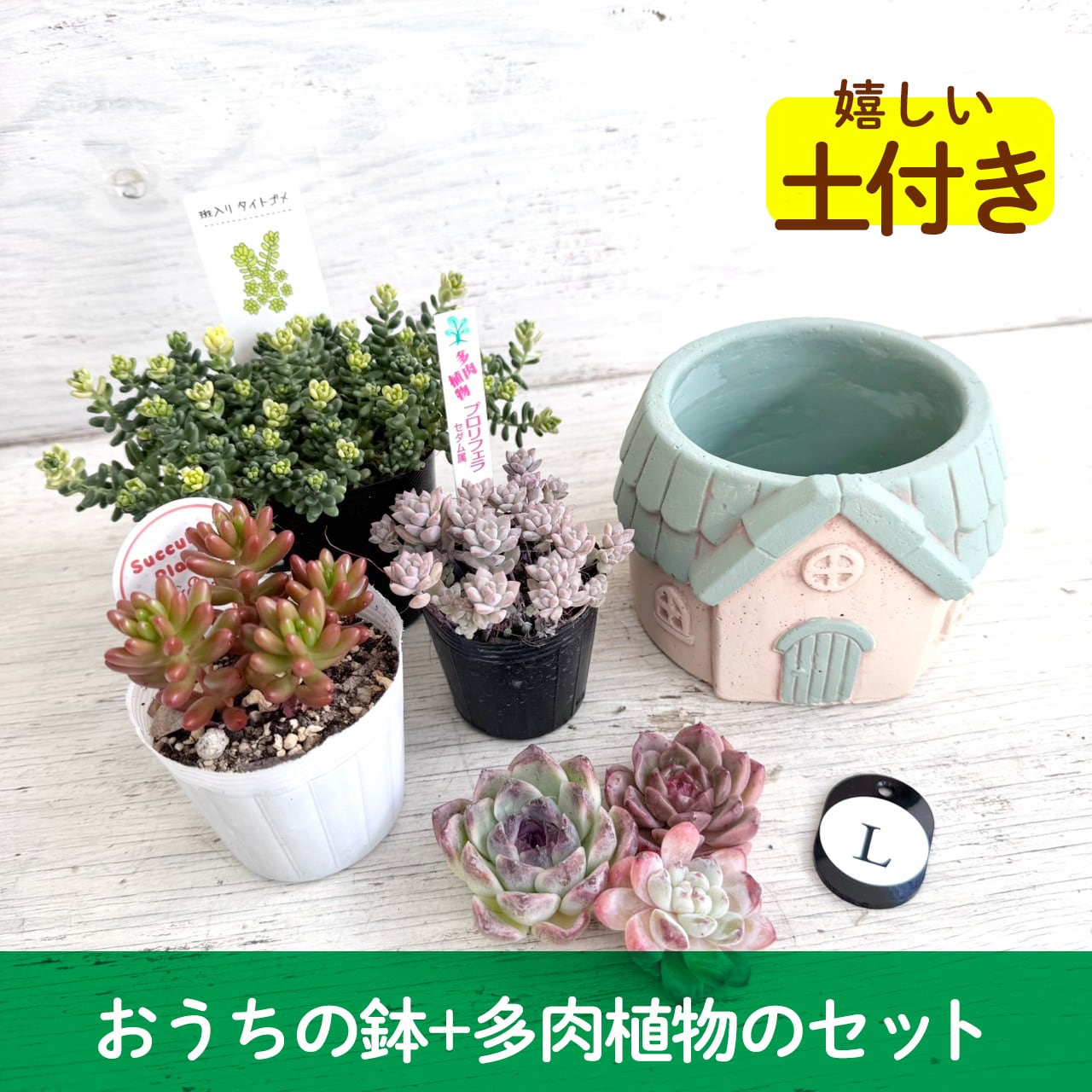 【寄せ植えセット】おうちの鉢&多肉セット"L" 多肉植物,かわいい,おしゃれ,寄せ植え