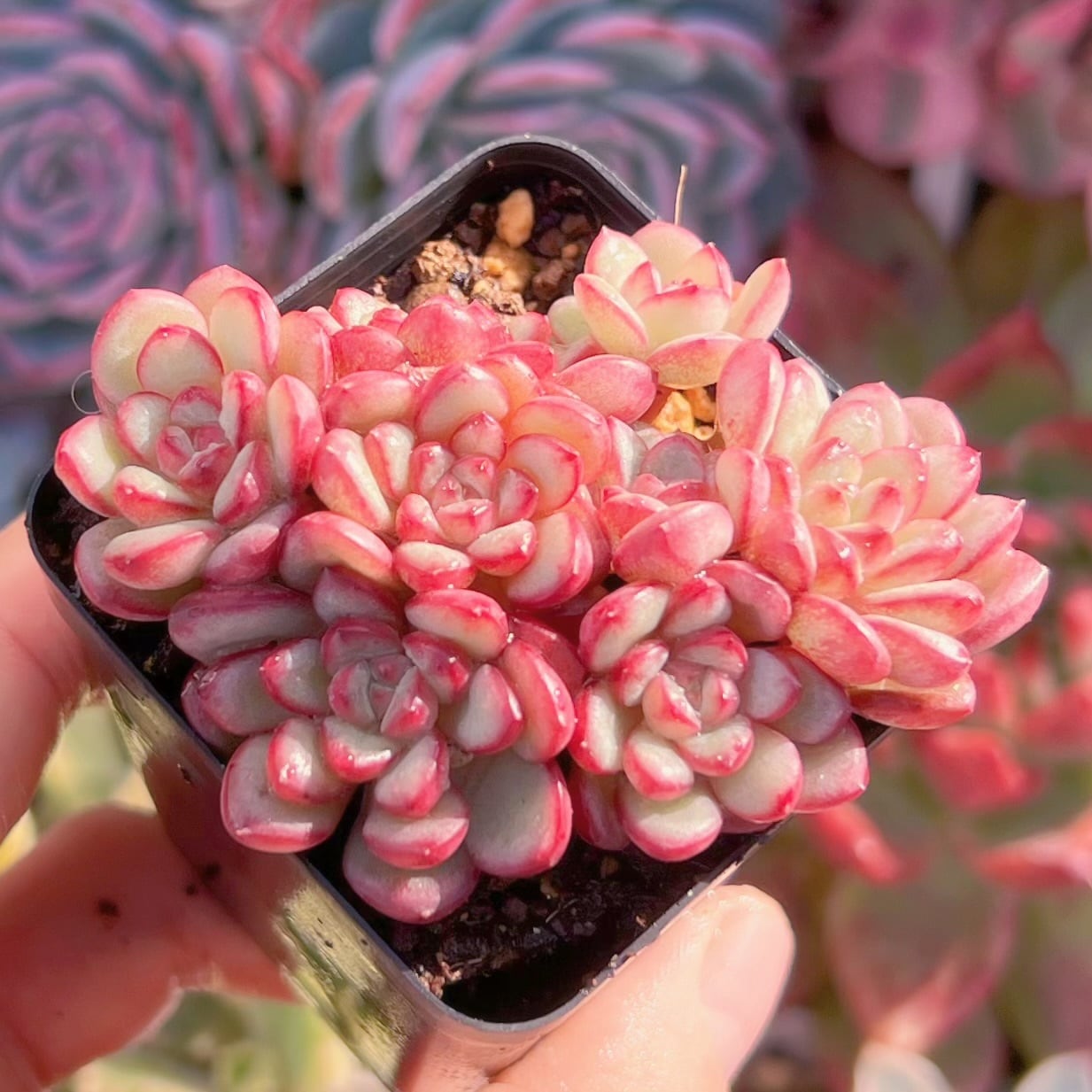 現品　Adam#093　群生　るる農園