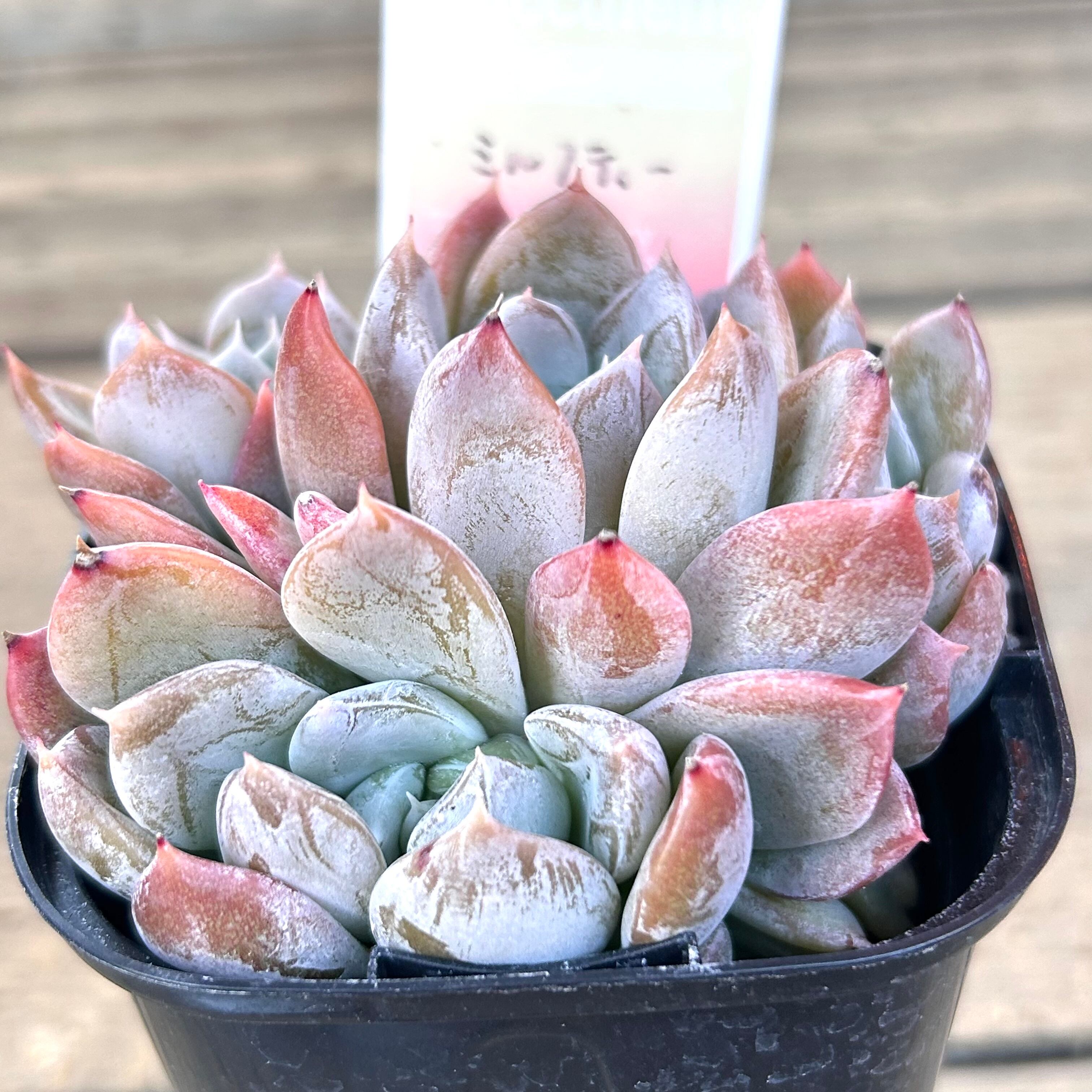 ミルクティー | RuPo 多肉植物専門店