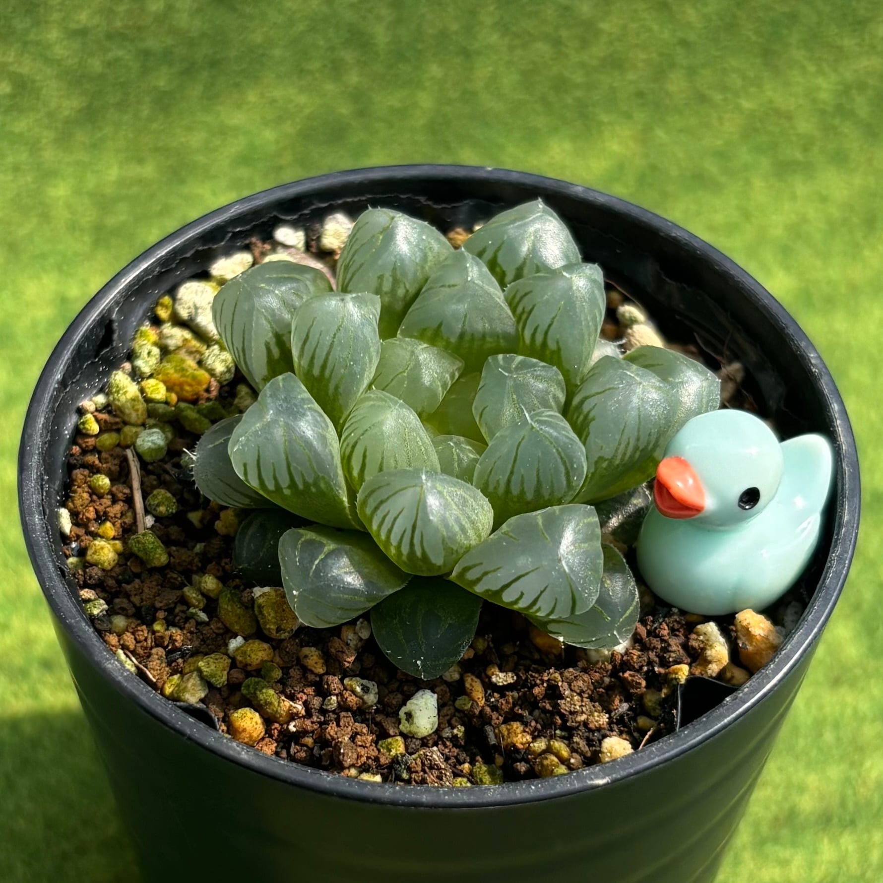 ディッキア・エステべシー dyckia・estevesii 原種 | PAY ID