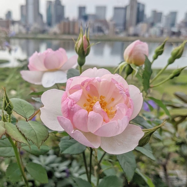 スキャボロ フェアー