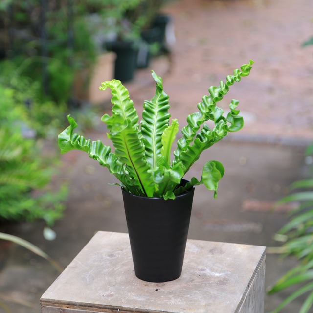アスプレニウム プリカーツム アカキ 多湿を好むシダ植物 美しいウェーブが人気 手入れが楽 4号 | 【公式】シャン・ド・フルール｜鹿児島の花 ...