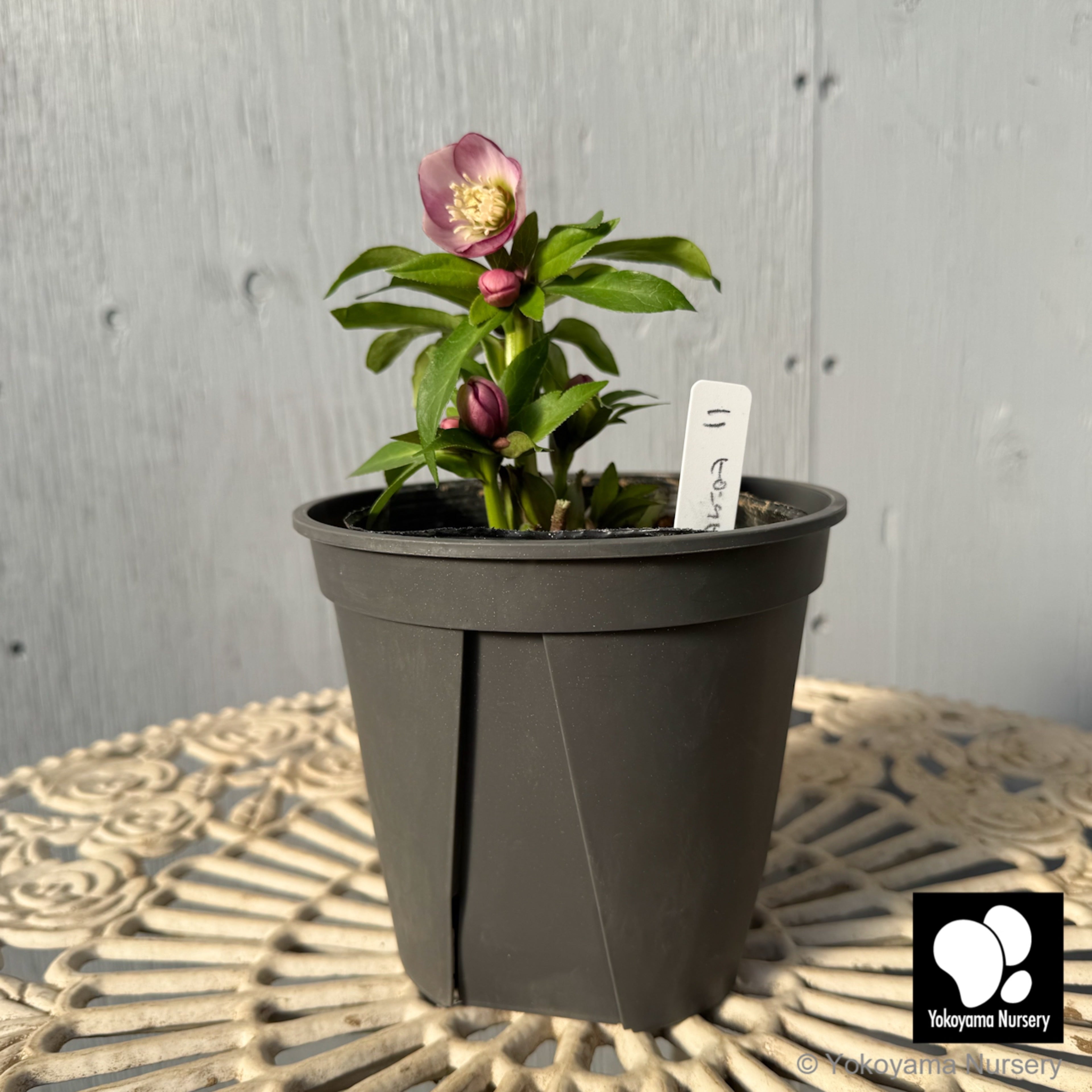 ローズさま専用 ドッグローズ（ロサ・カニナ)（大苗）7号鉢植え バラ苗 オールドローズ