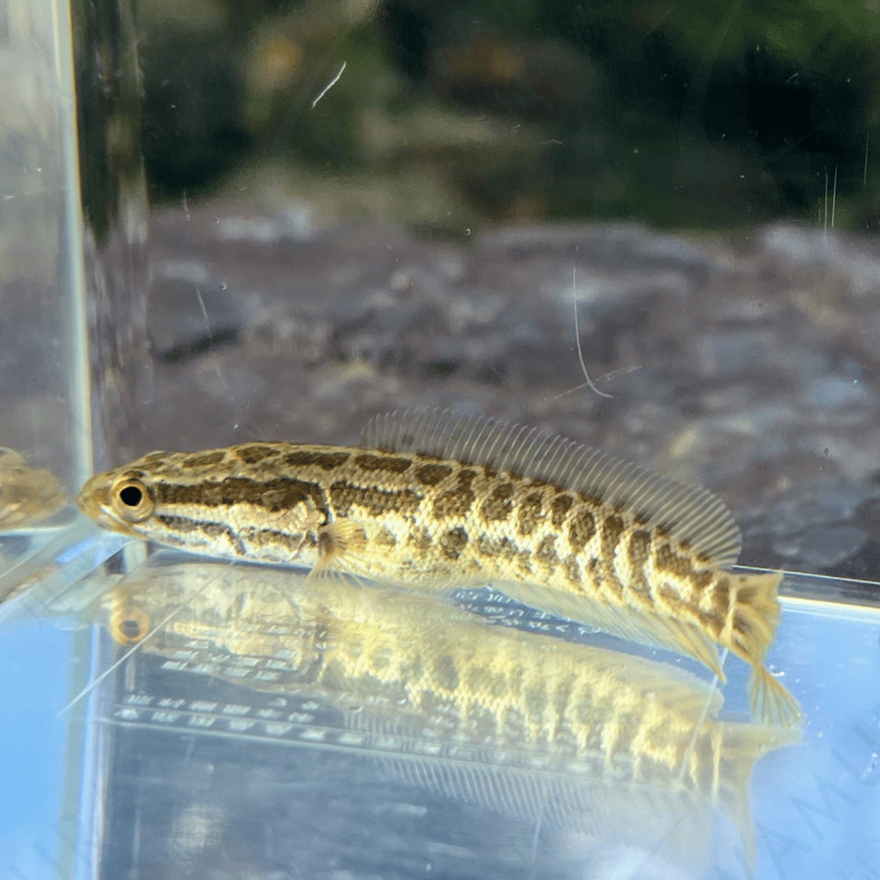 （淡水魚）カムルチー（雷魚）7〜12ｃｍ±　（1匹）【生体】