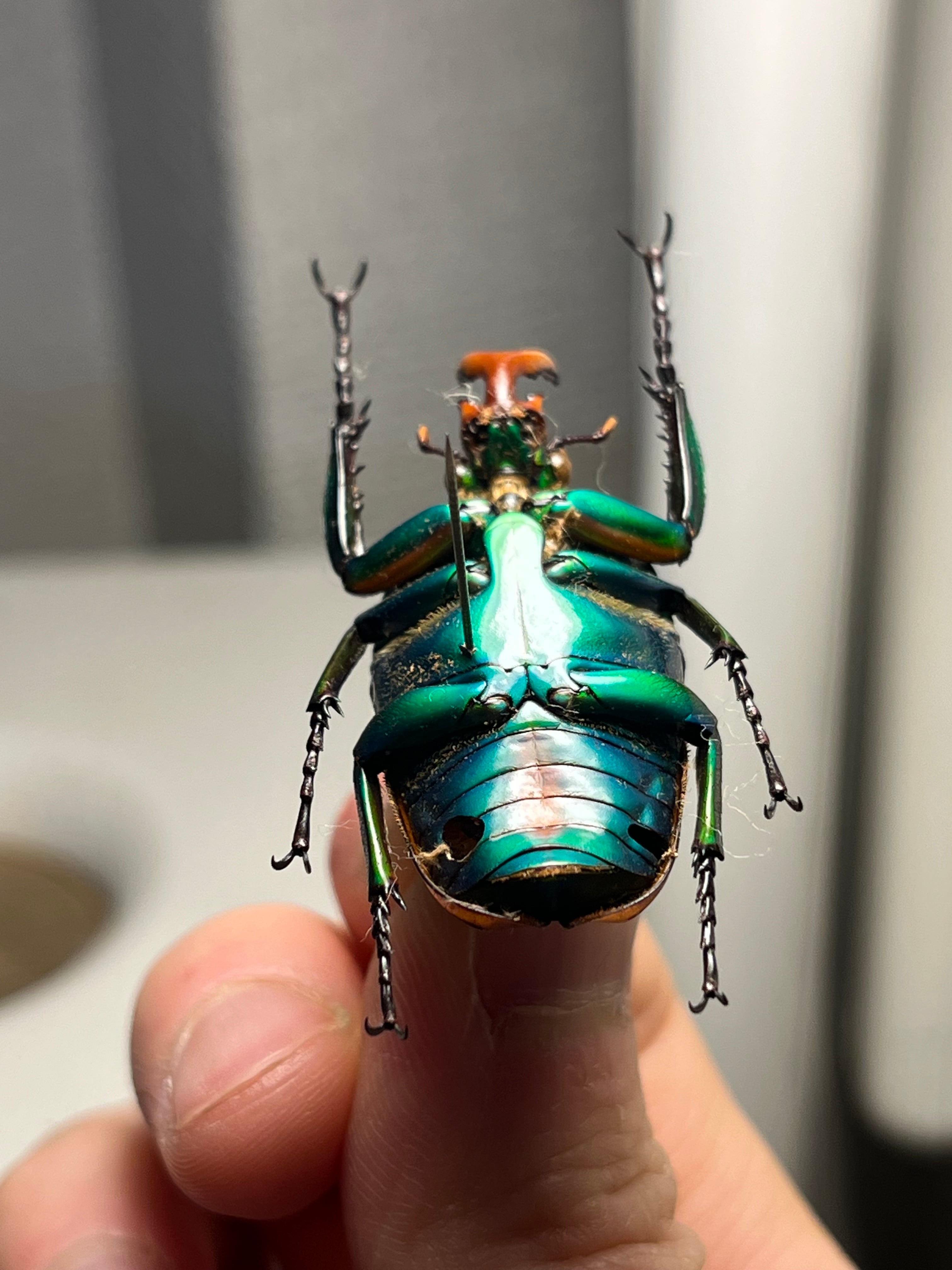42mm♂】フロンタリスサスマタカナブン 標本 ニジイロクワガタウグイス
