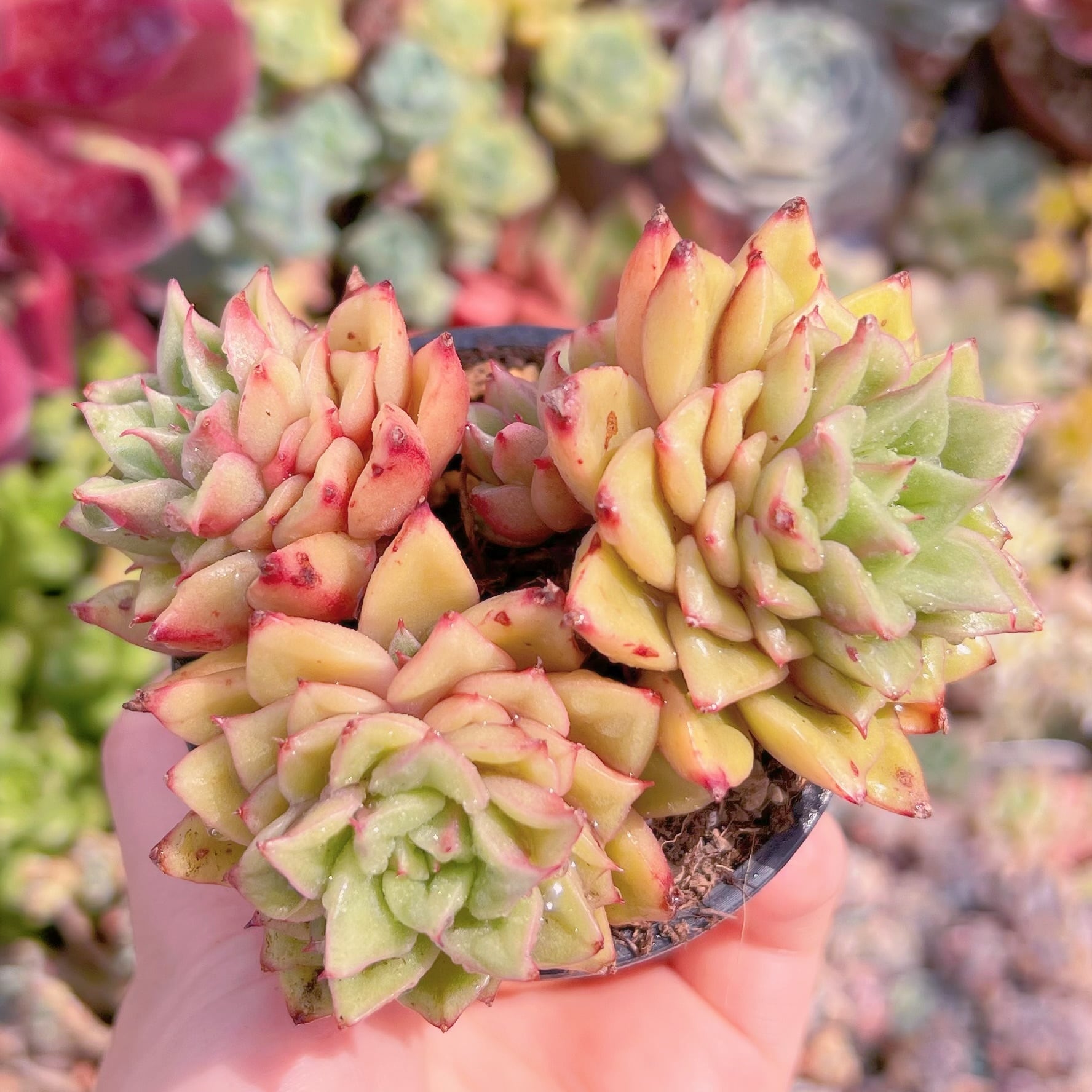 現品　爛漫染#F026　群生　稀少　新入荷