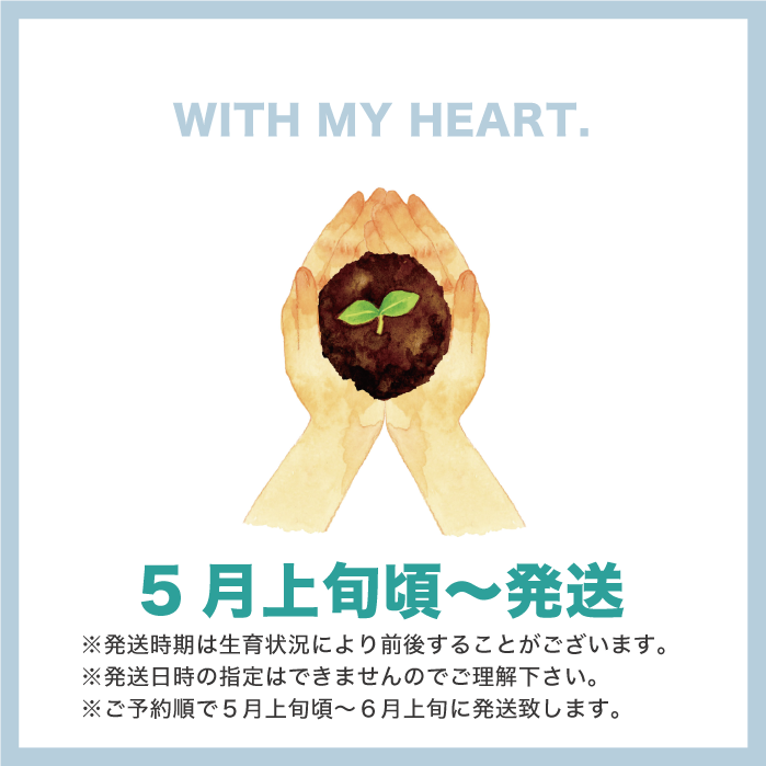 万願寺とうがらしの苗・2株【シシトウ／野菜の苗／無農薬／農薬不使用