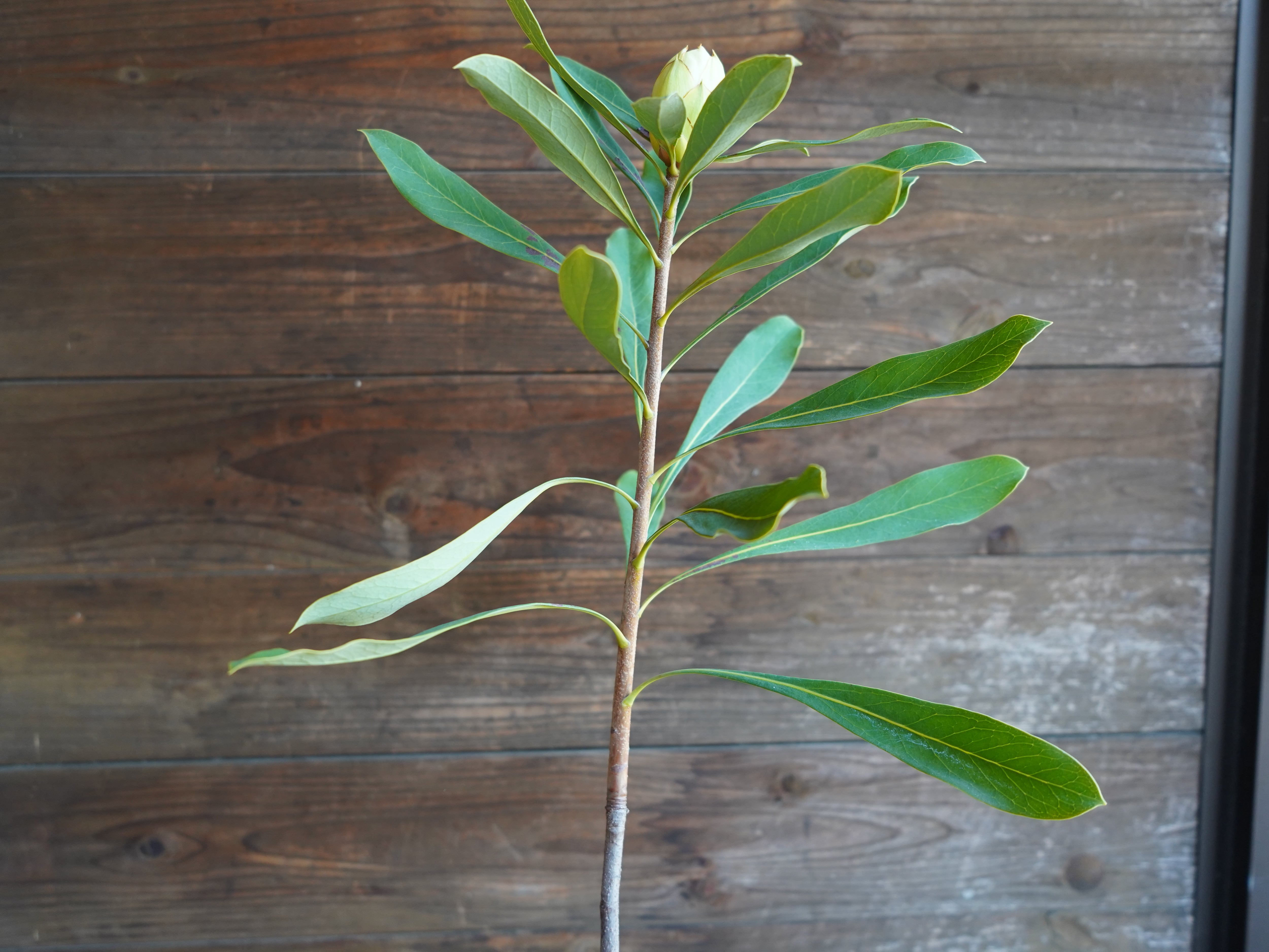 【現物】テロペア　”シェイディレディホワイト”　5号　A