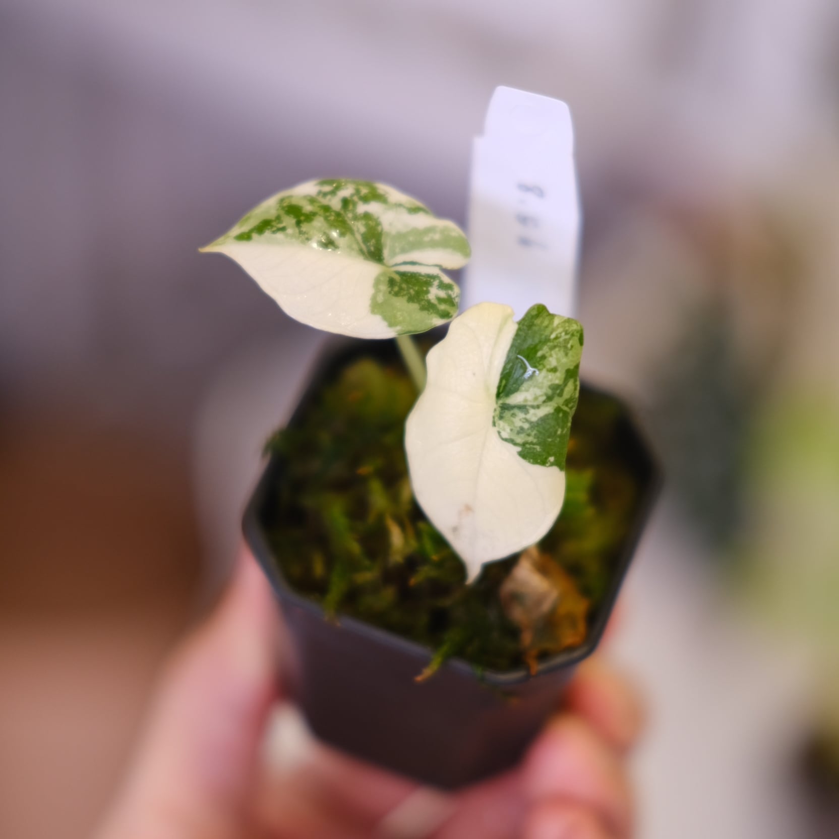 アロカシア メロ アルボ│Alocasia melo 'Albo' Var.│観葉植物