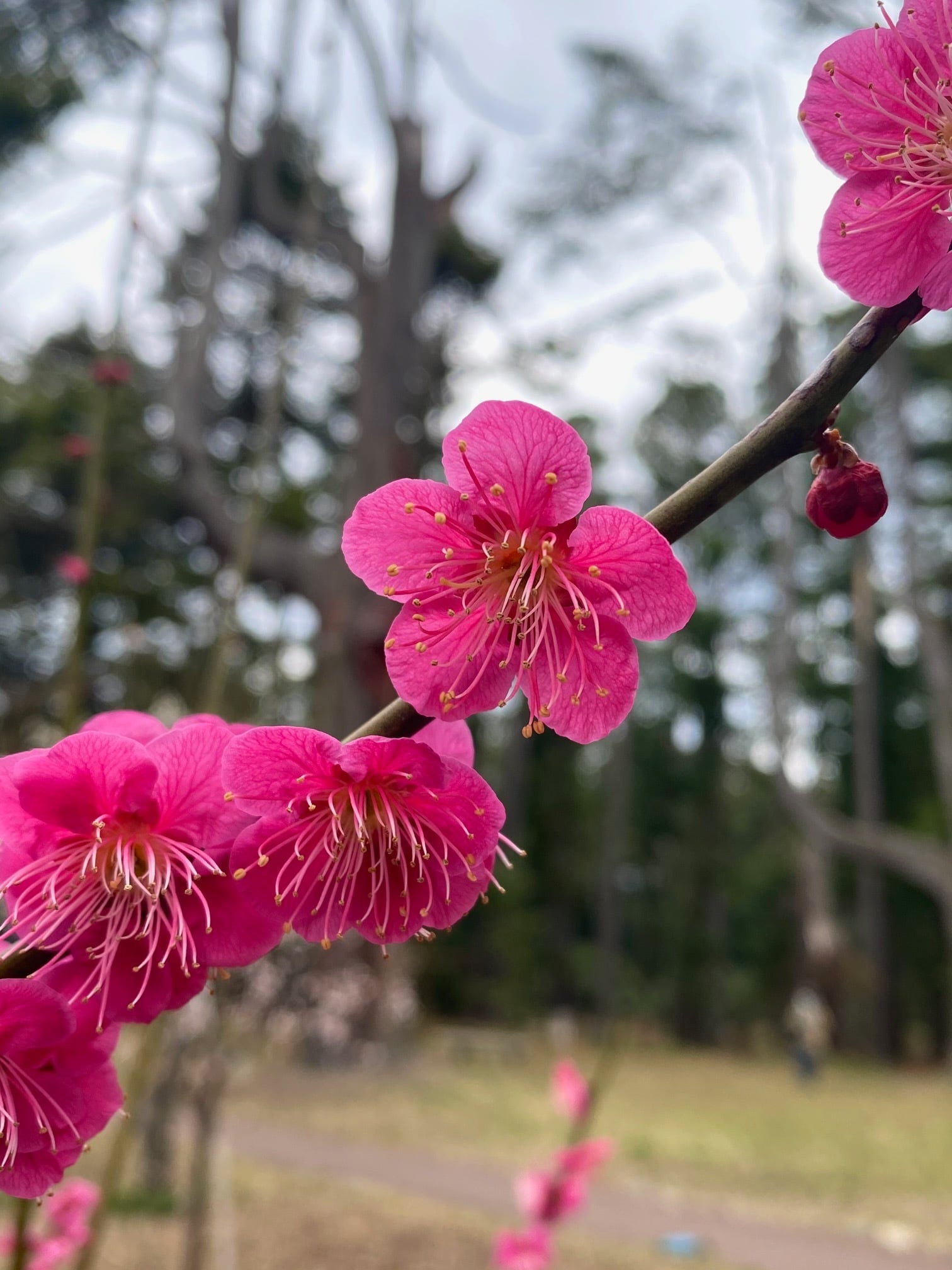 【新品】ウッドペンクラフト　紅梅　ボールペン ウッドペンクラフト ボールペン 紅梅