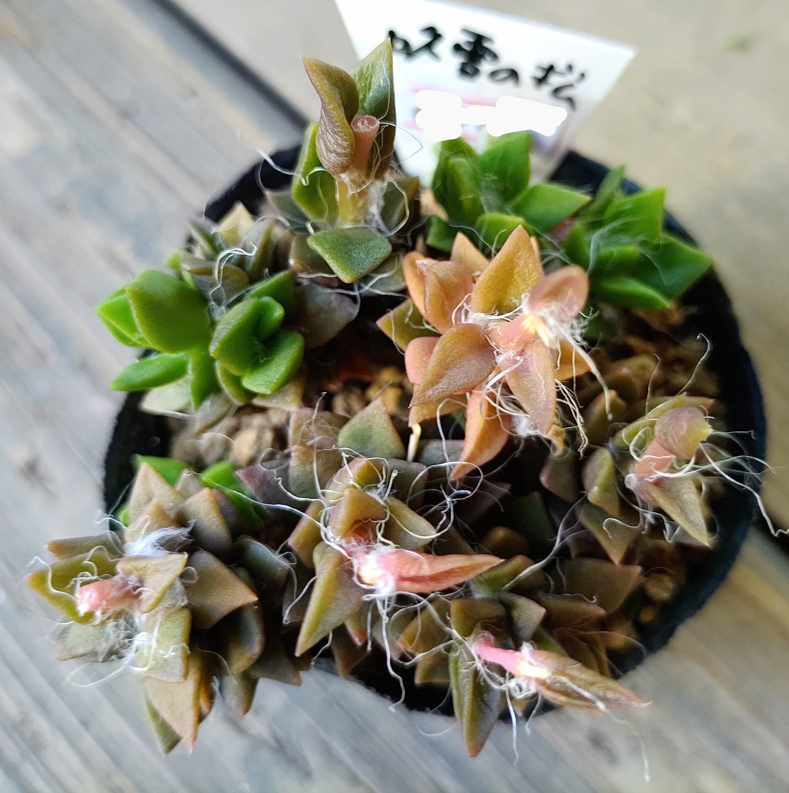 ヒアリナサンルイスデラパス | RuPo 多肉植物専門店