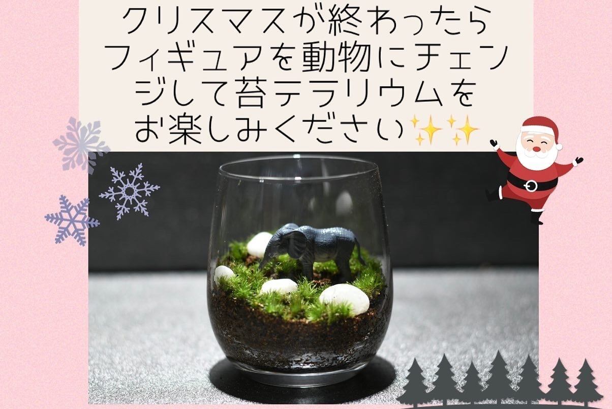 クリスマス 苔テラリウム 100 こけまるほるだ