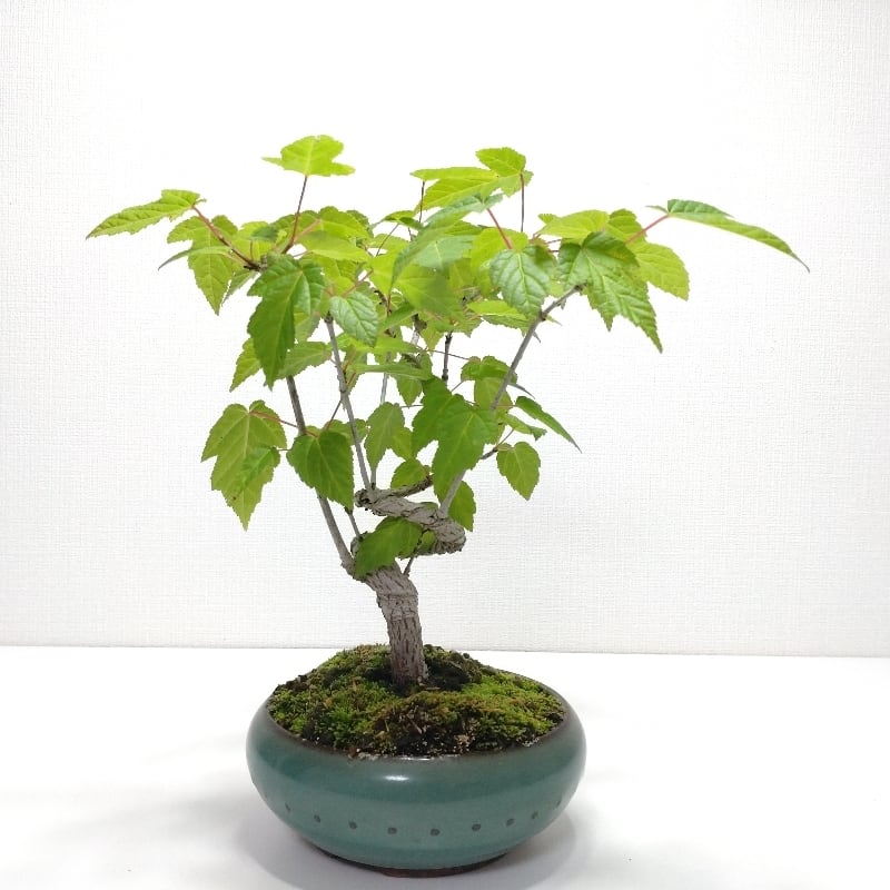 G*7様 特別価格　古樹 銀杏 捻りイチョウ（銀杏）G005 | 盆栽創【Bonsaisou】