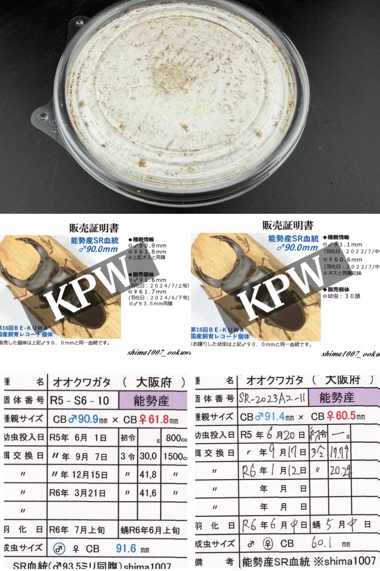 ラスト出品《オオクワガタ 能勢SR血統 種親91.6mm×60.4mm 幼虫1頭