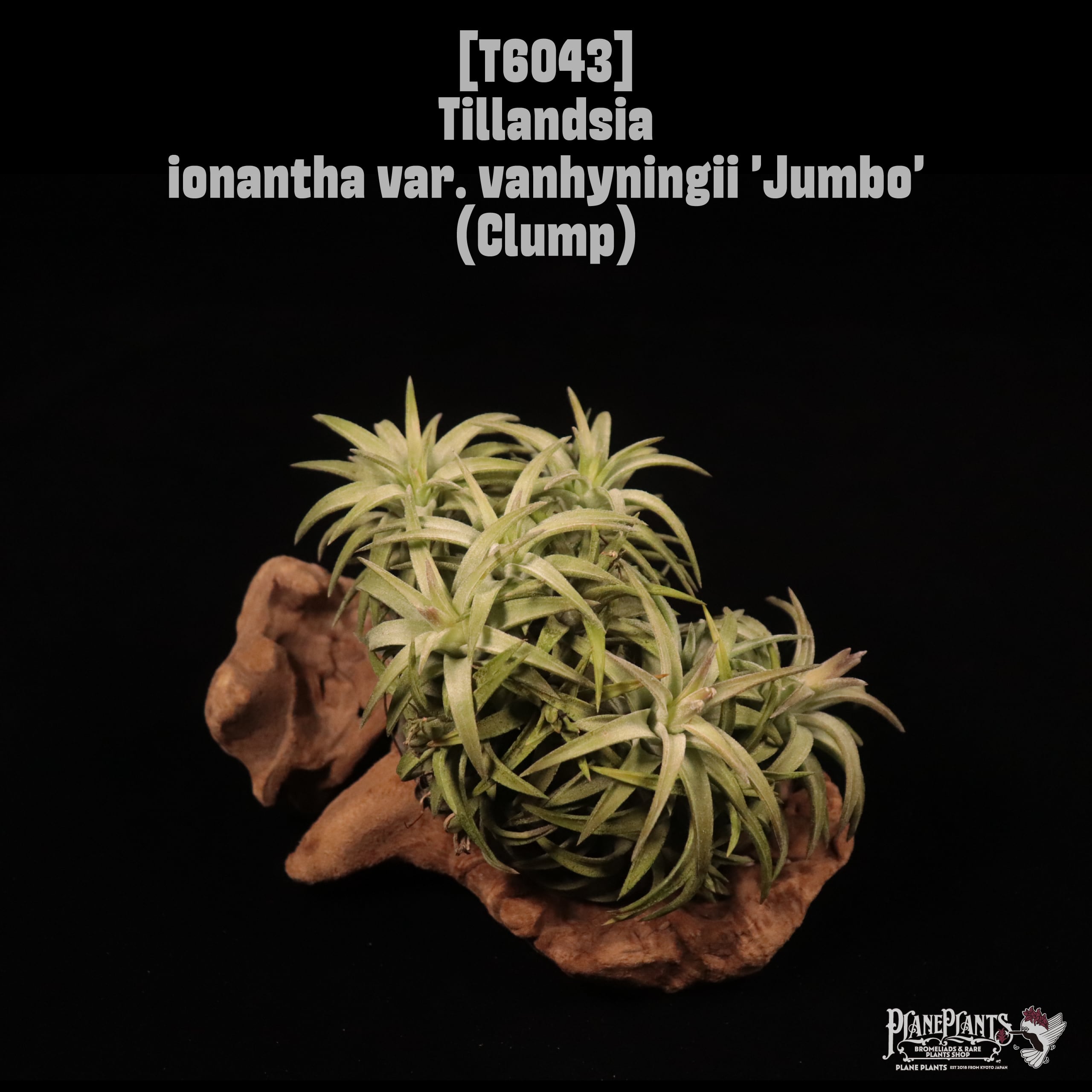Tillandsia ionantha var. vanhyningii 'Jumbo' Clump〔ティランジア〕T6043