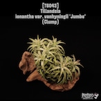 Tillandsia ionantha var. vanhyningii 'Jumbo' Clump〔ティランジア〕T6043